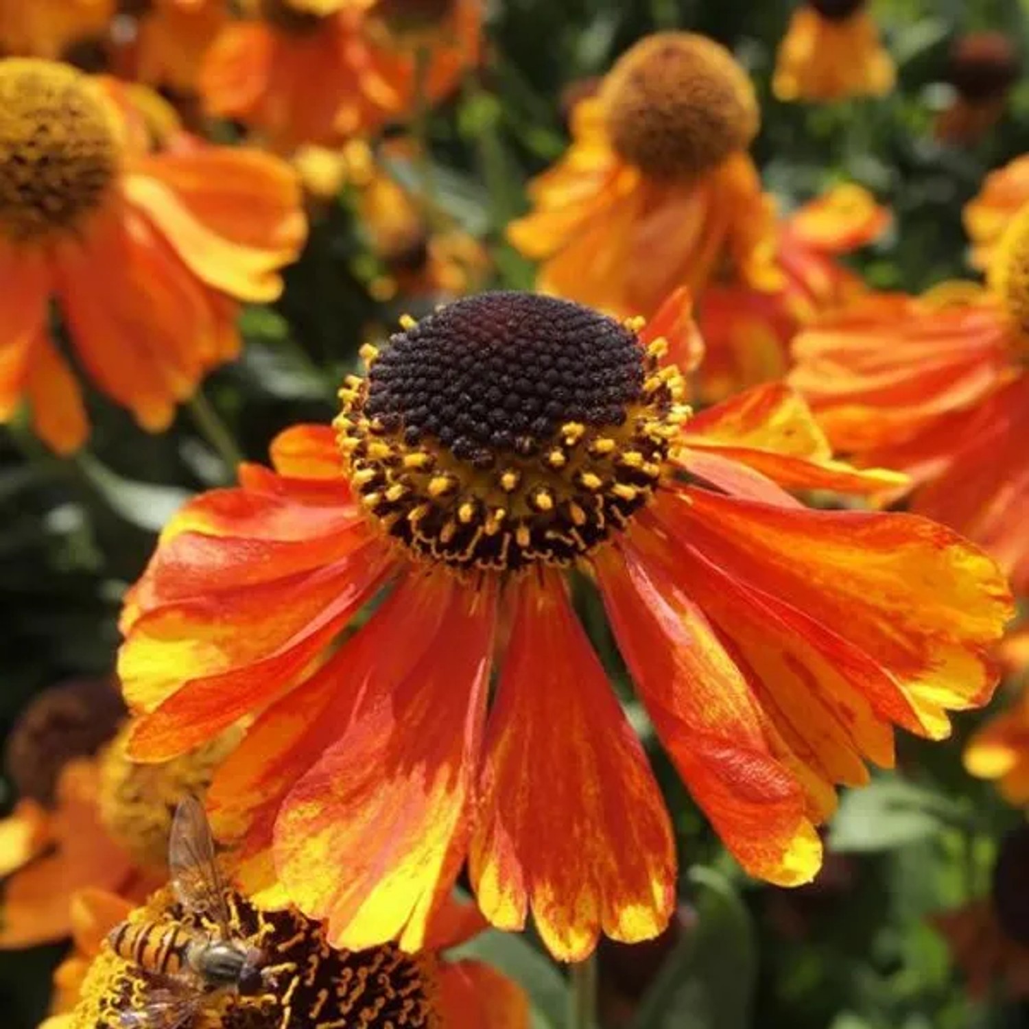 6 x Sonnenbraut 'Sahin's Early Flowerer' Helenium Topf 9cm Frühsommerblüher