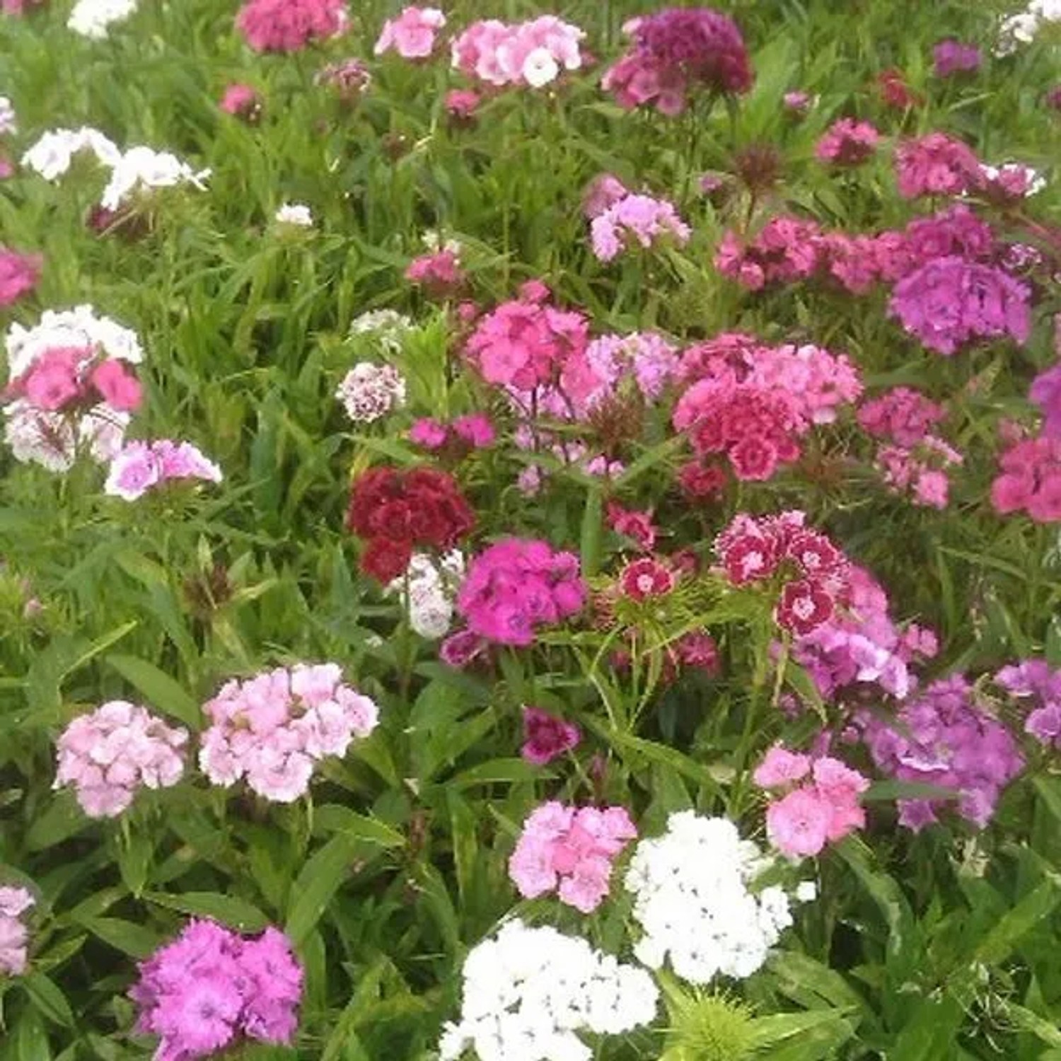 6 x Bartnelke 'Indianer Teppich' Dianthus barbatus Topf 9cm Langlebige Blüten