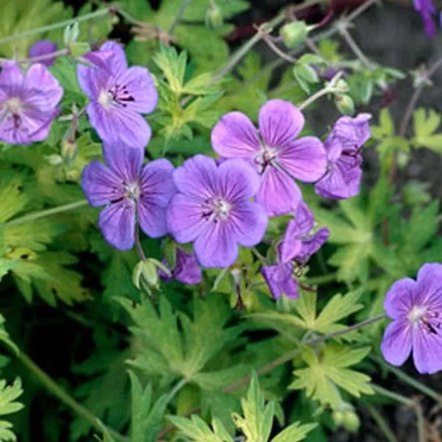 6 x Storchschnabel 'Blue Sunrise' Geranium Topf 9cm Dekorativ