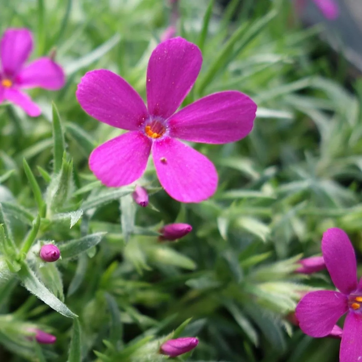 6 x Teppich-Flammenblume 'Crackerjack' Phlox douglasii Topf 9cm Dunkelrote Blüten