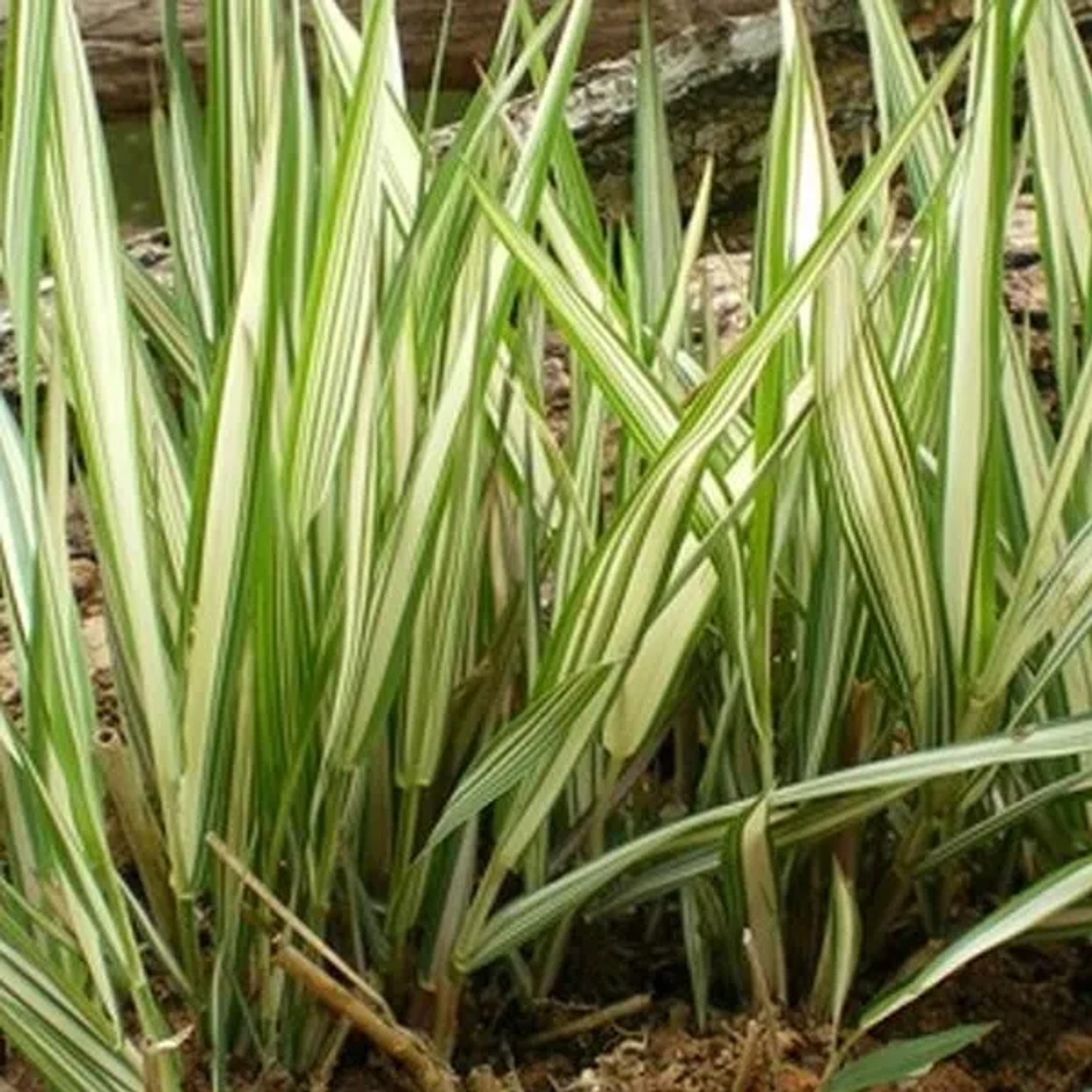6 x Rohrglanzgras 'Feesey' Phalaris arundinacea Topf 9cm Dekoratives Laub