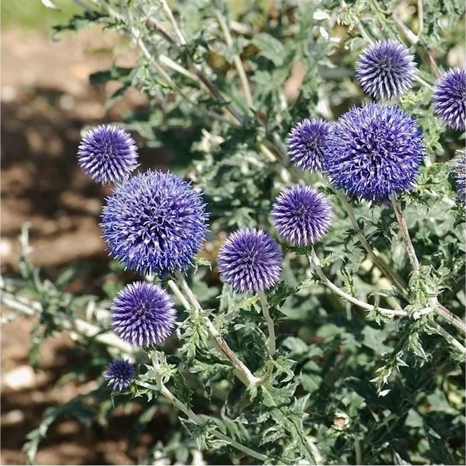 6 x Kugeldistel Echinops Ritro Topf 9cm Hellblaue Blüten