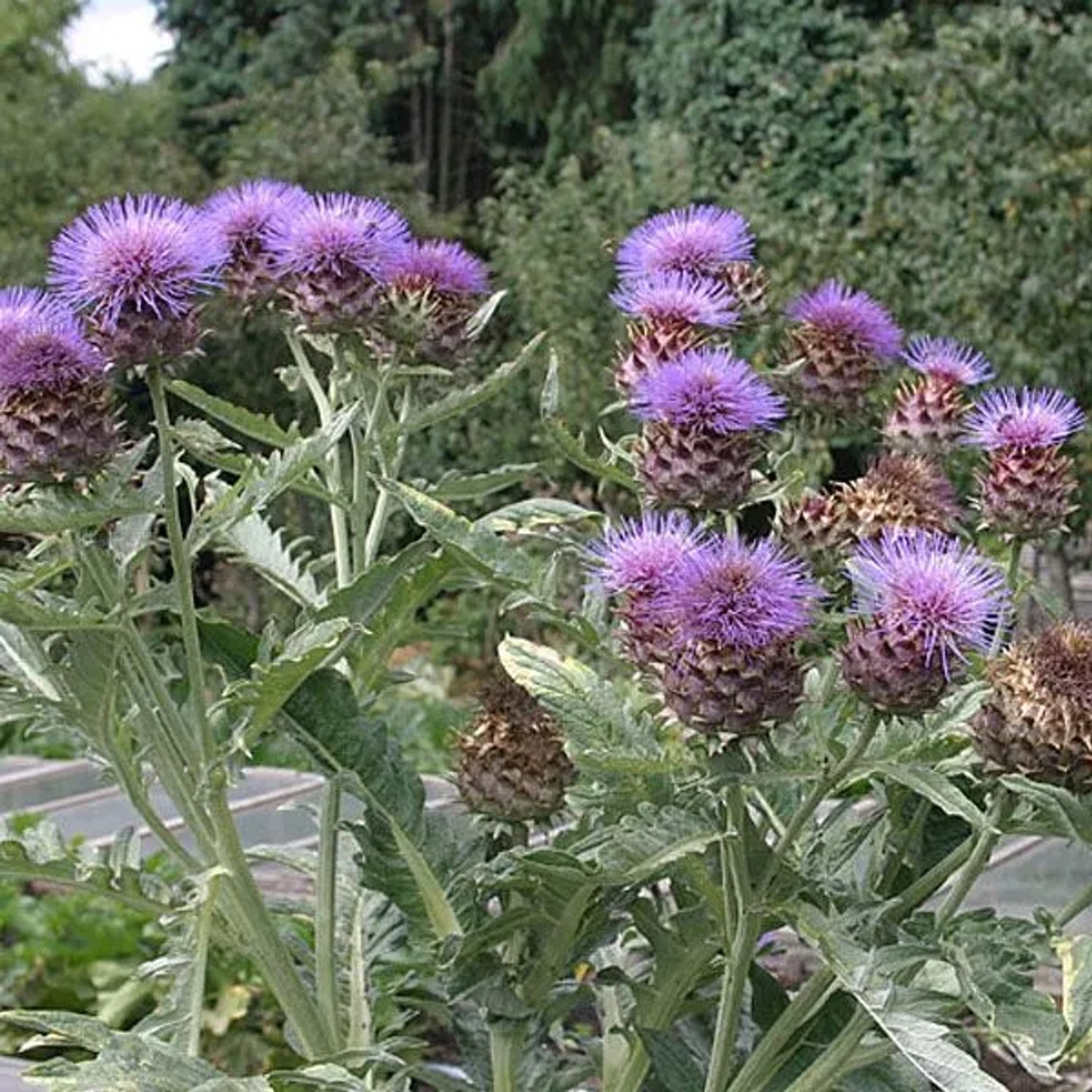 6 x Artischocke Cynara cardunculus Topf 9cm Essbare Blütenknospen