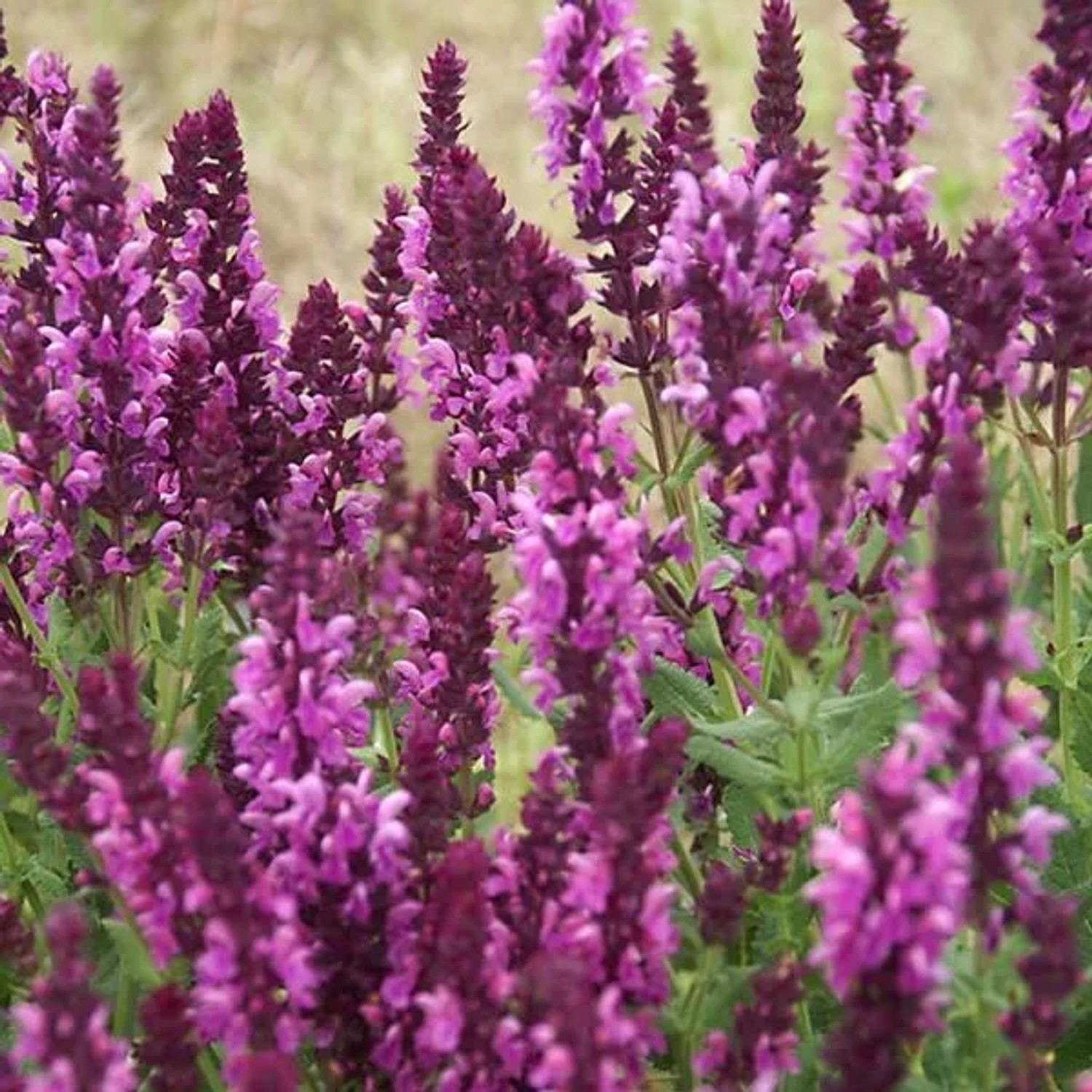 6 x Salbei 'Rose Queen' Salvia nemorosa Topf 9cm Schmetterlingspflanze