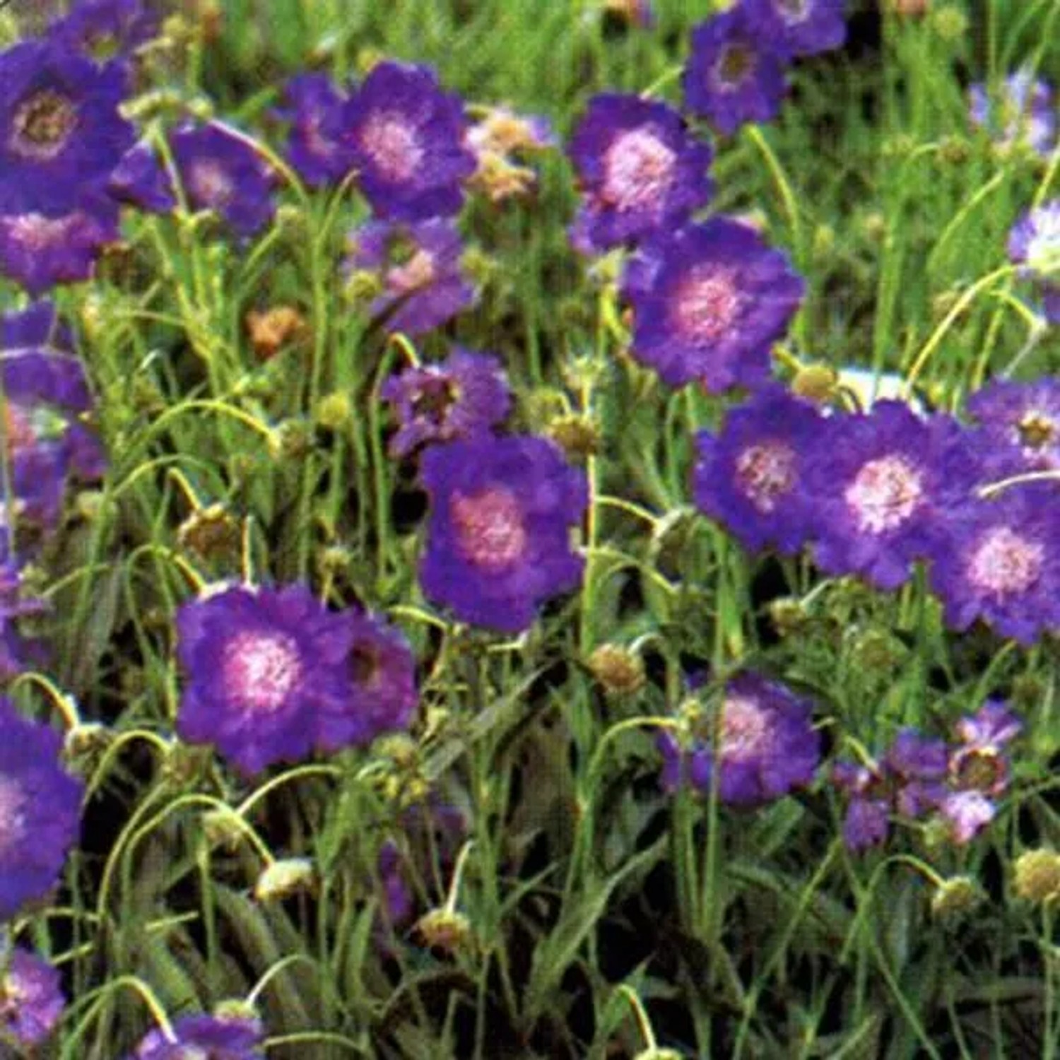 6 x Skabiose 'Clive Greaves' Scabiosa caucasica Topf 9cm Hellblaue Blüten