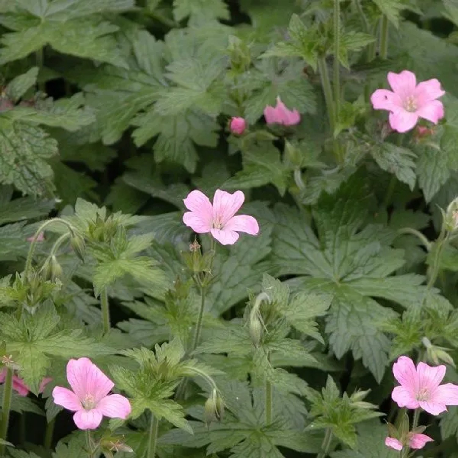 6 x Pyrenäen-Storchschnabel Geranium endressii Topf 9cm Beetrandpflanze