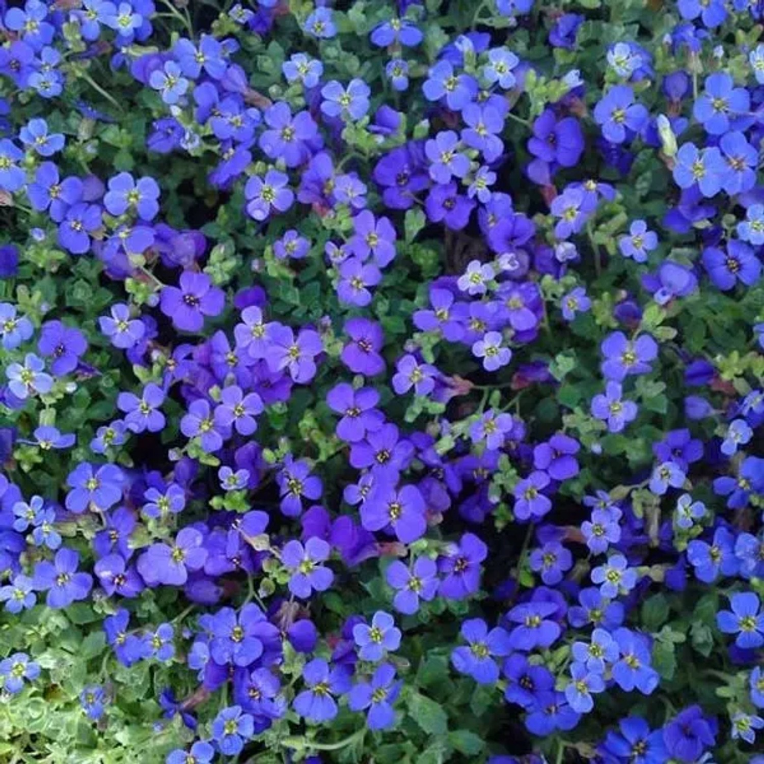 6 x Blaukissen 'Hamburger Stadtpark' Aubrieta Topf 9cm Immergrün