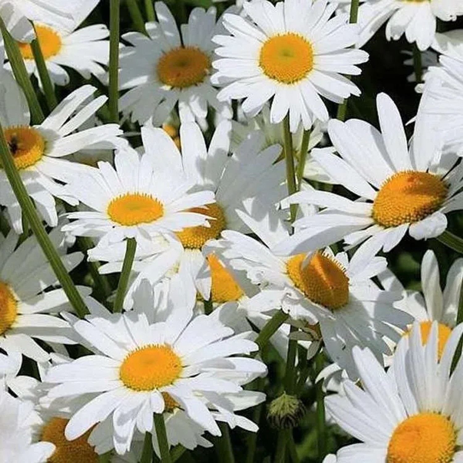 6 x Margerite 'Silberprinzesschen' Leucanthemum Topf 9cm Weiße Blüten