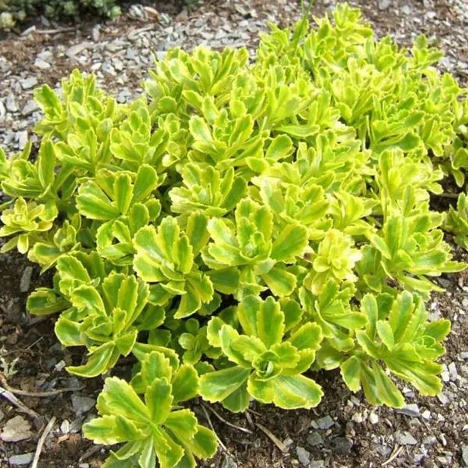 6 x Kamtschatka-Fettblatt Sedum kamtschaticum Topf 9cm Herbstfärbung