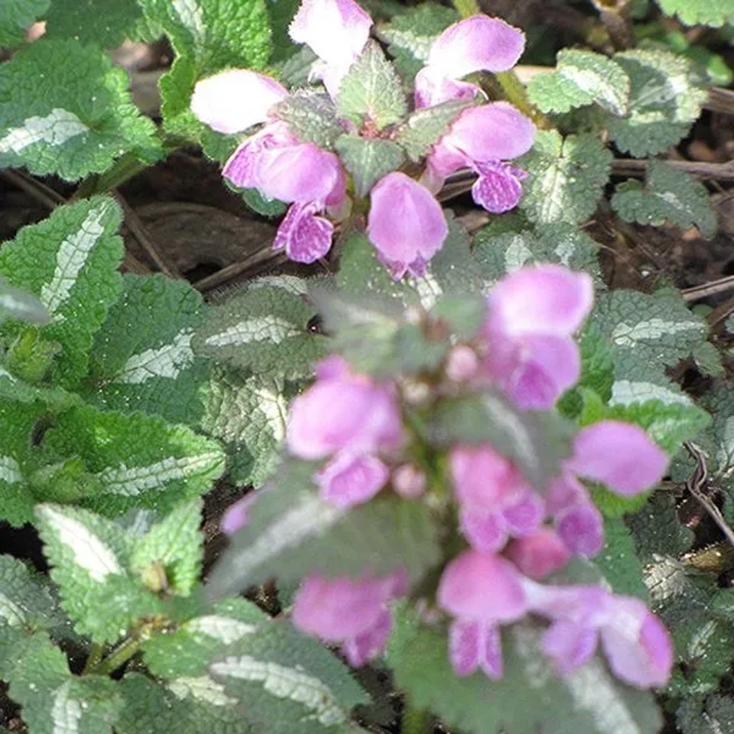 6 x Gefleckte Taubnessel 'Roseum' Lamium maculatum Topf 9cm Bodendeckend