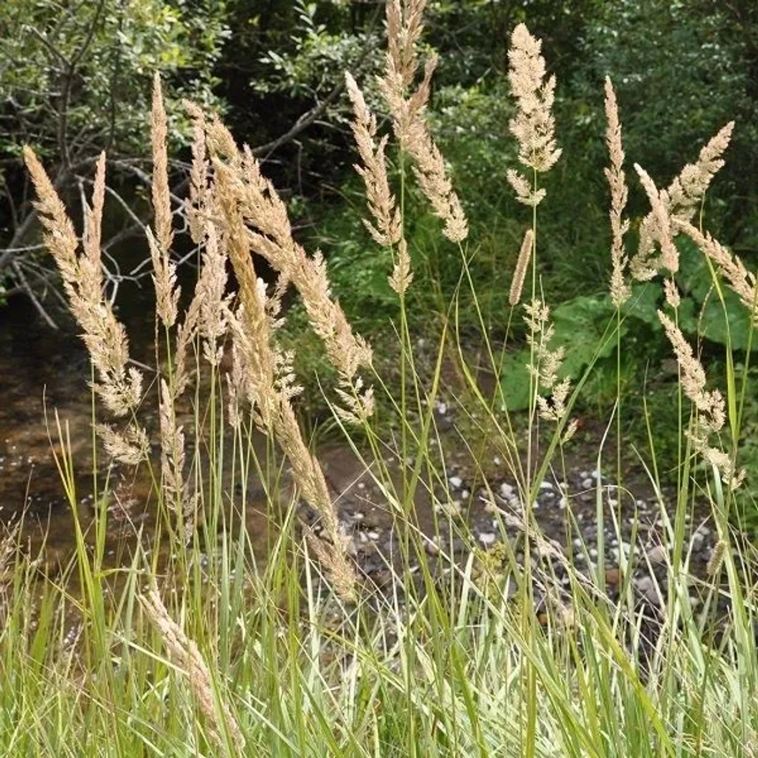 6 x Reitgras Calamagrostis arundinacea Topf 9cm Ziergras