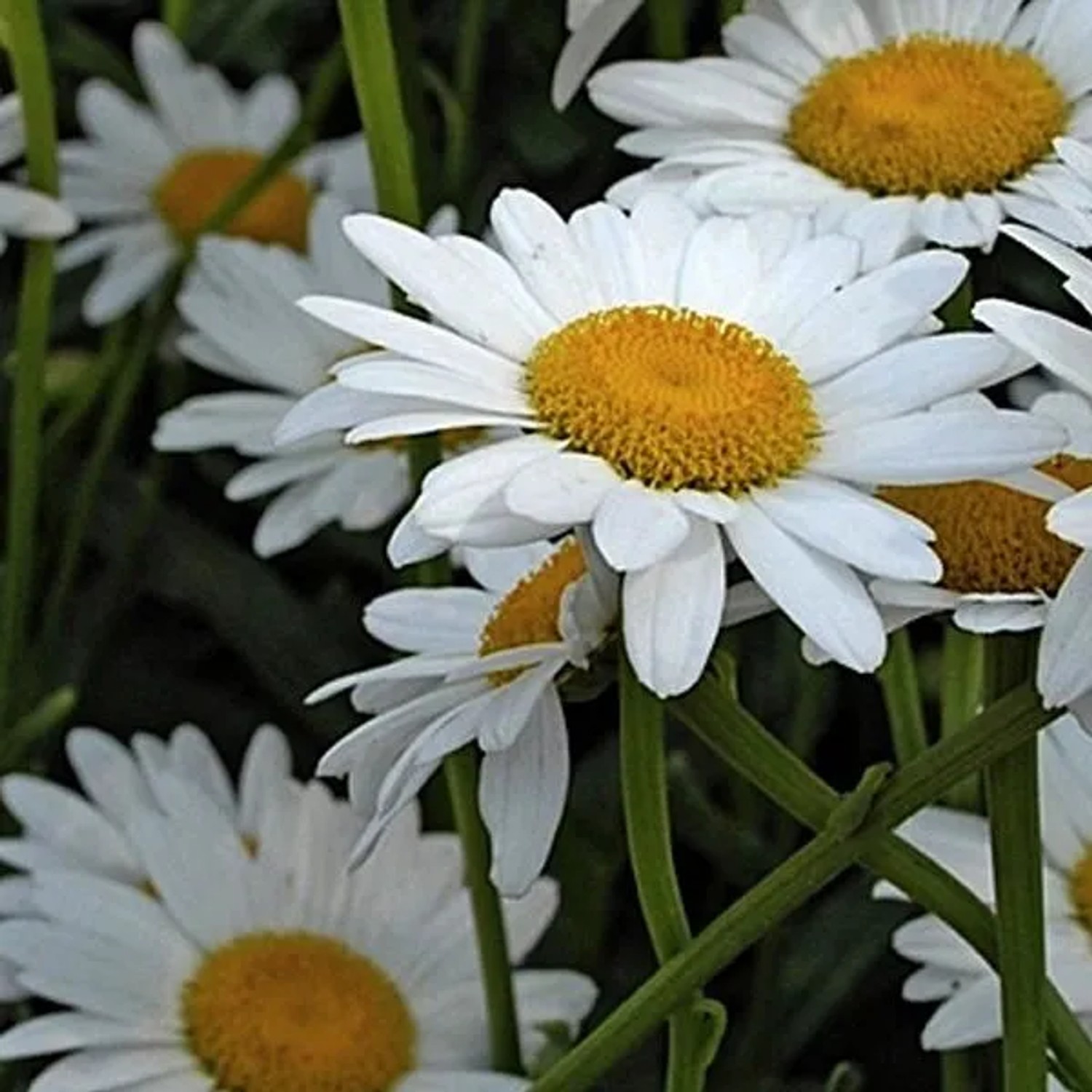 6 x Margerite 'Polaris' Leucanthemum Topf 9cm Großblütig