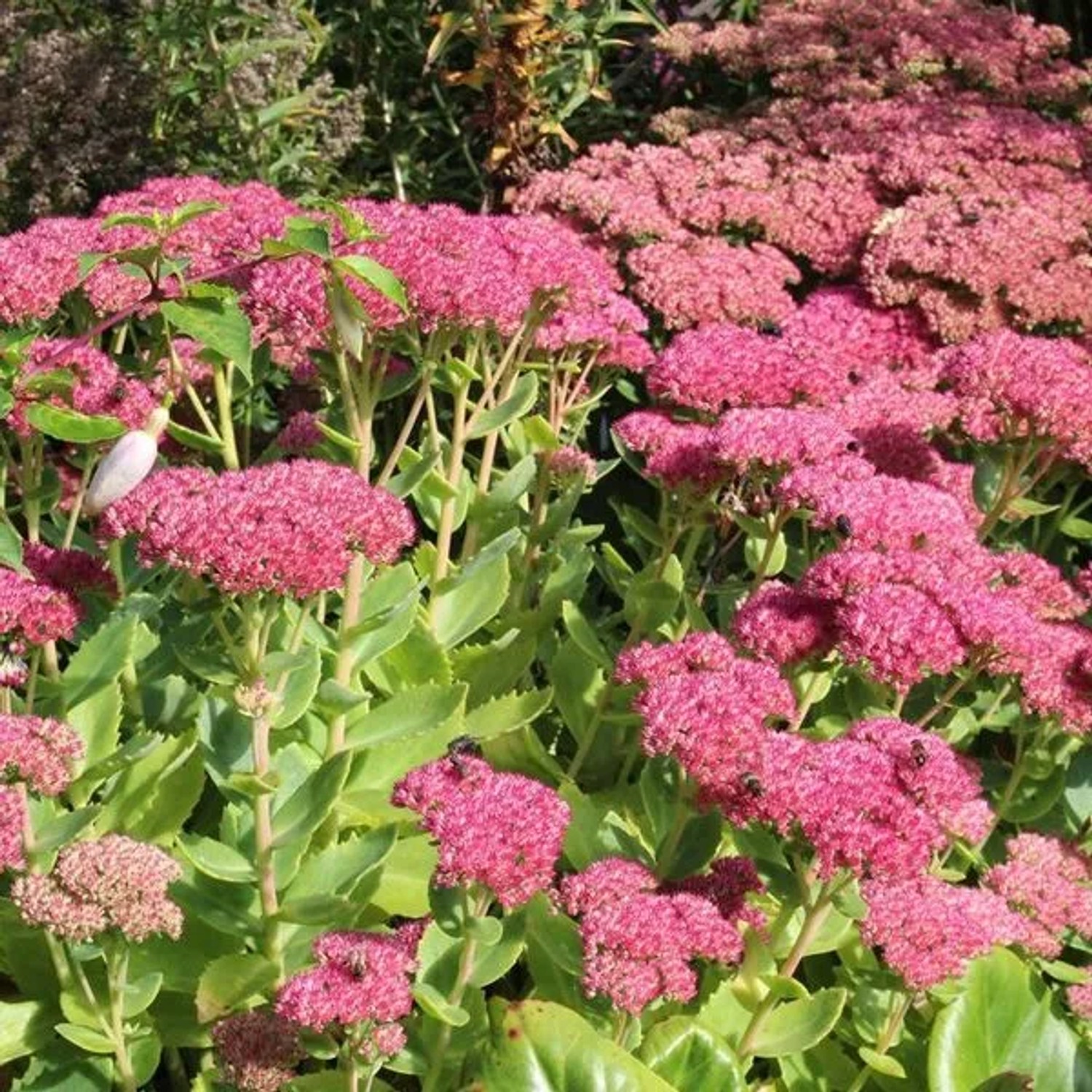 6 x Fettblatt 'Herbstfreude' Sedum Topf 9cm Herbstblüher