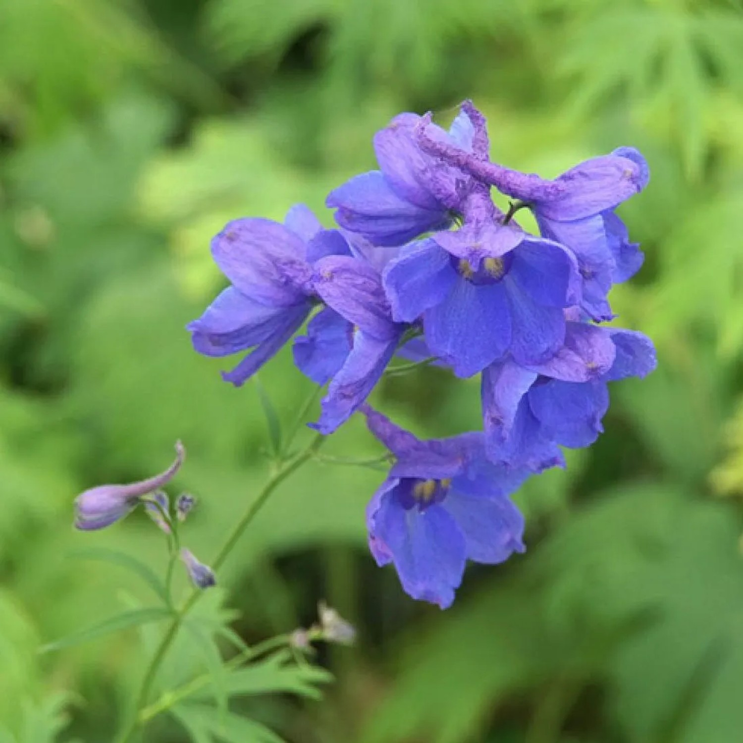 6 x Rittersporn 'Bellamosum' Delphinium Topf 9cm Schnittblume