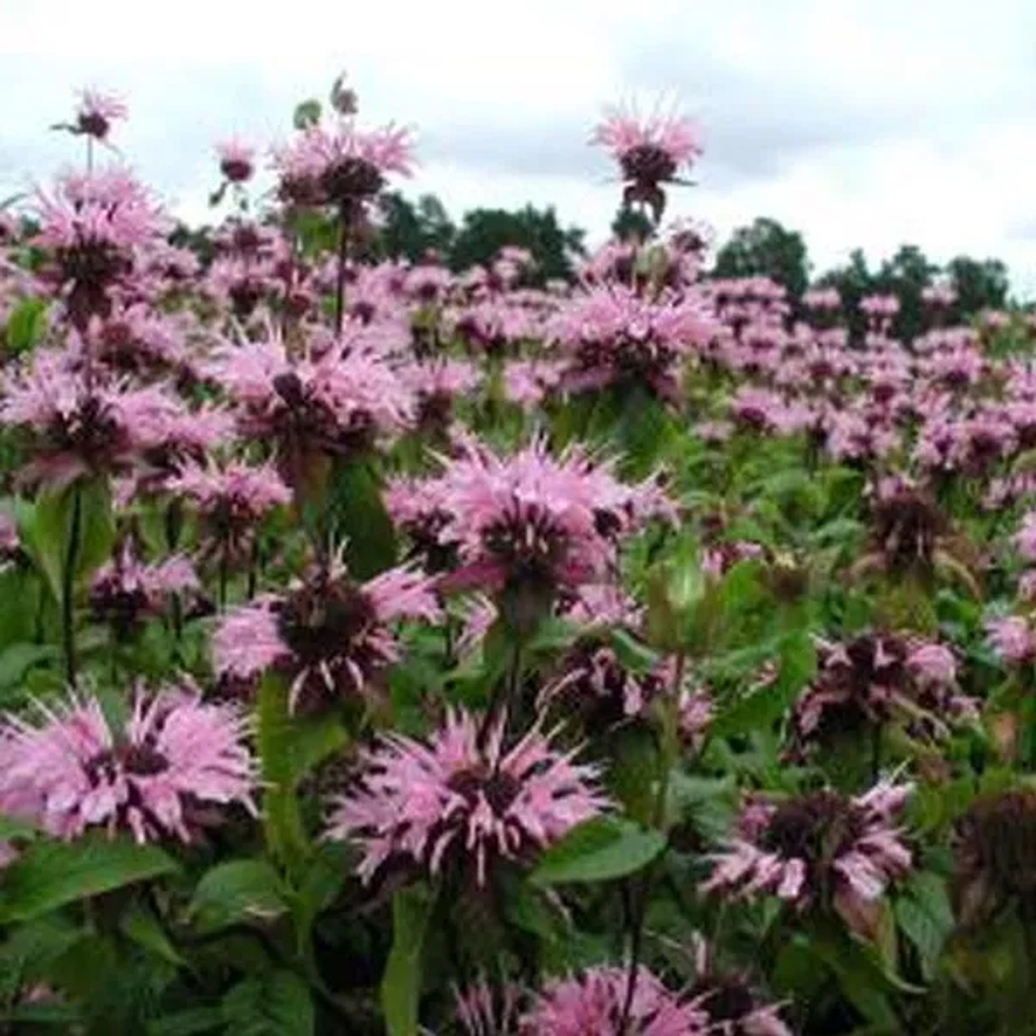 6 x Indianernessel 'Beauty of Cobham' Monarda Topf 9cm Beetrandpflanze