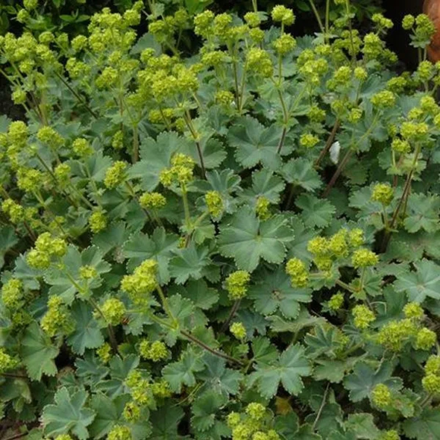 6 x Zwerg-Frauenmantel Alchemilla erythropoda Topf 9cm Niedriger Wuchs
