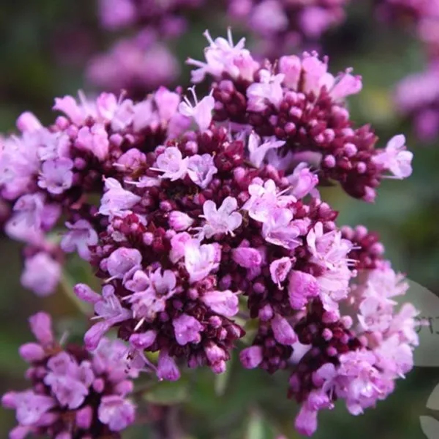 6 x Blüten-Dost 'Herrenhausen' Origanum,aevigatum Topf 9cm Schmetterlingspflanze