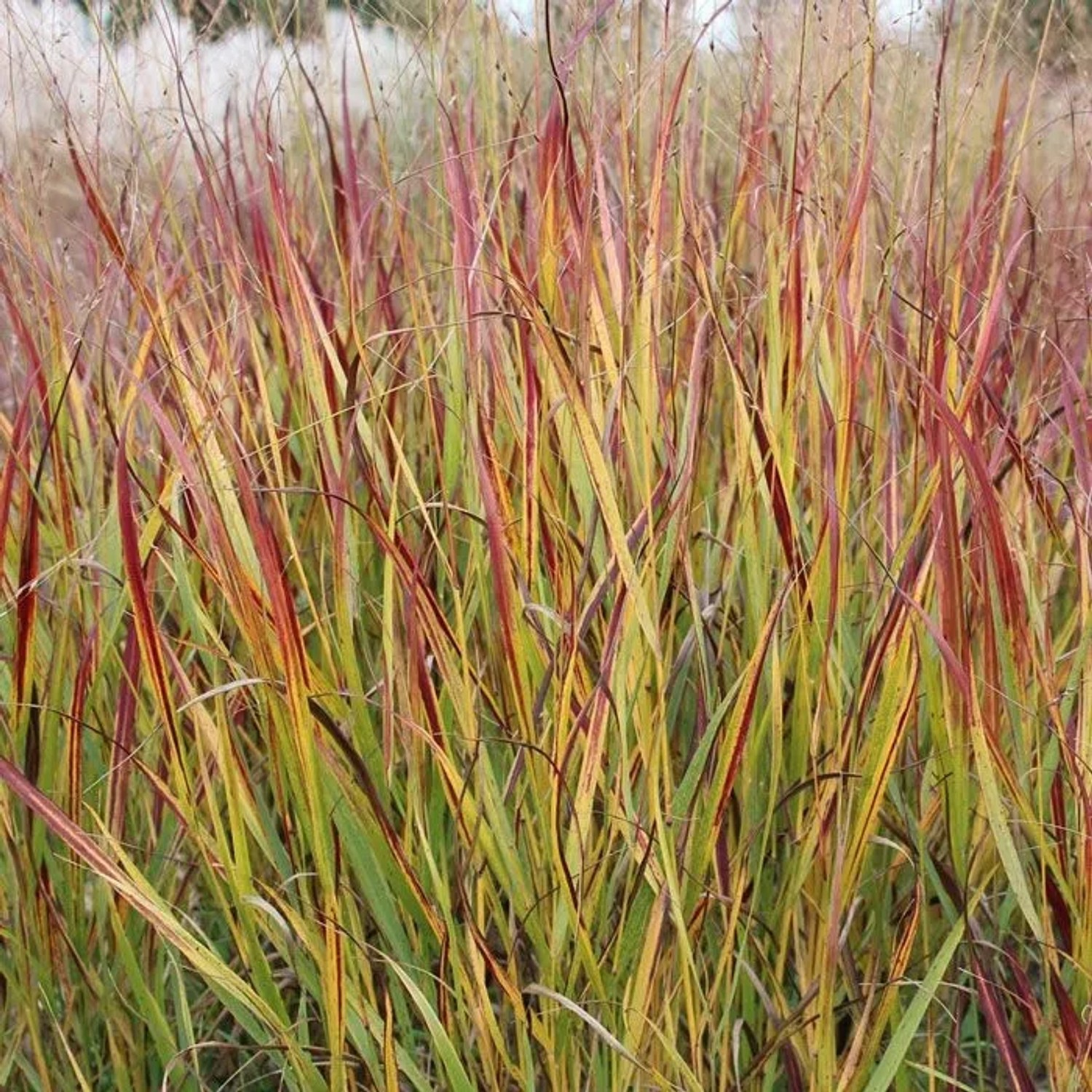 6 x Rutenhirse 'Rotstrahlbusch' Panicum virgatum Topf 9cm Herbstfärbung