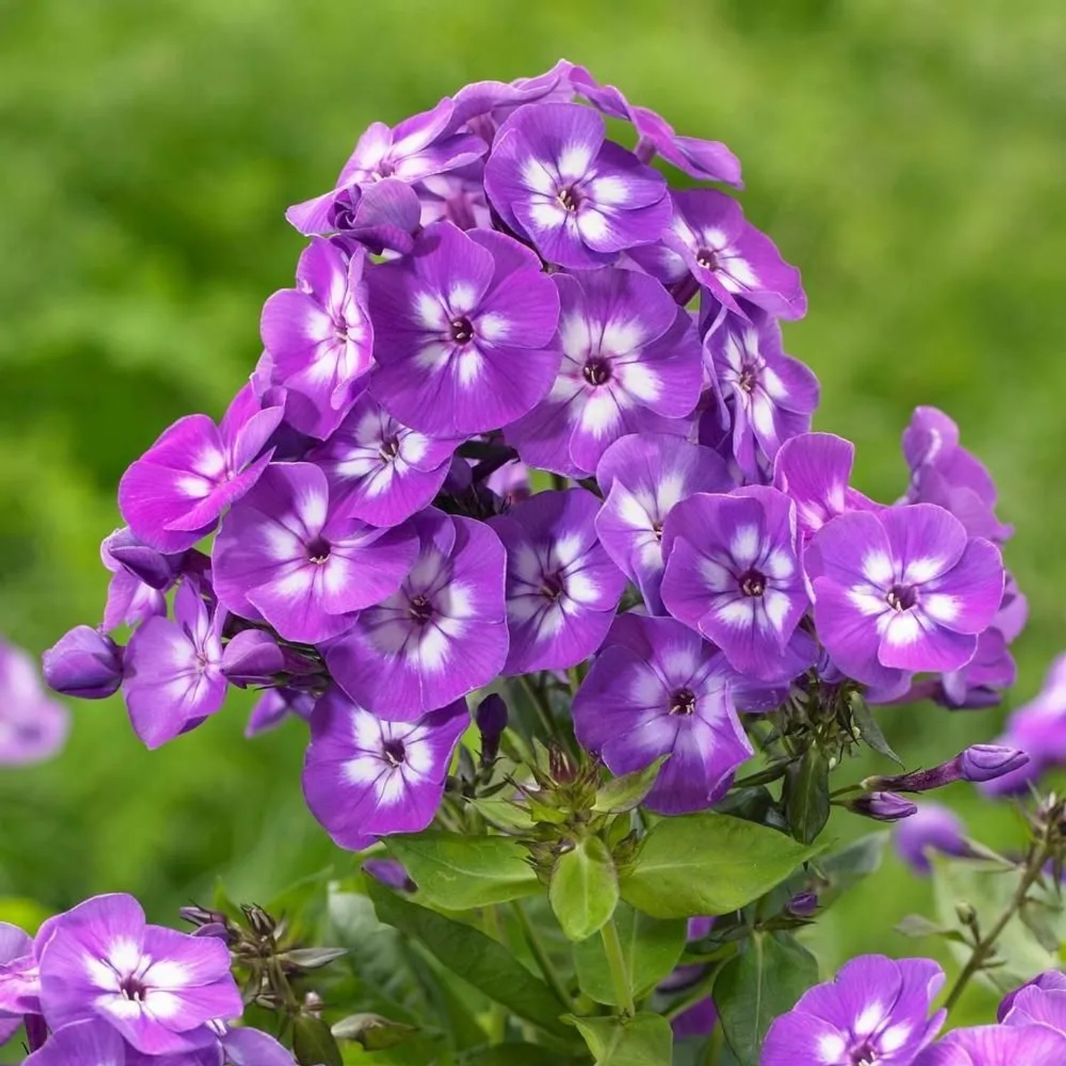 6 x Flammenblume 'Laura' Phlox paniculata Topf 9cm Sommerblüher