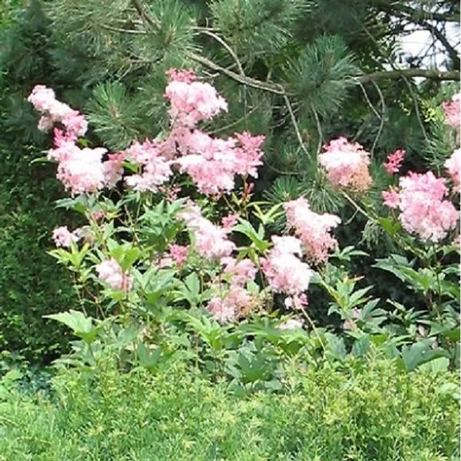 6 x Mädesüß 'Venusta' Filipendula rubra Topf 9cm Schnittblume