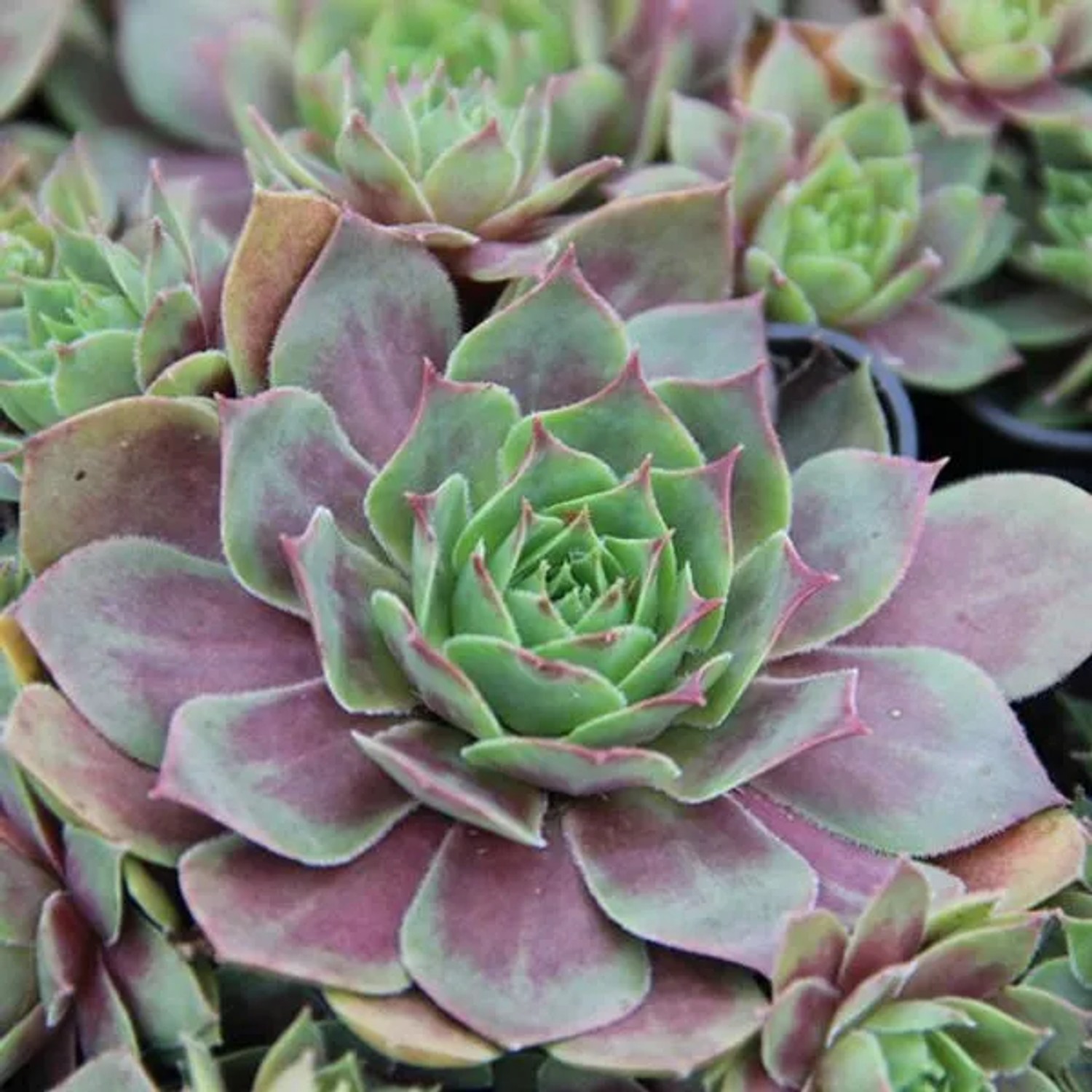 6 x Dachwurz 'Othello' Sempervivum Topf 9cm Dekorativ