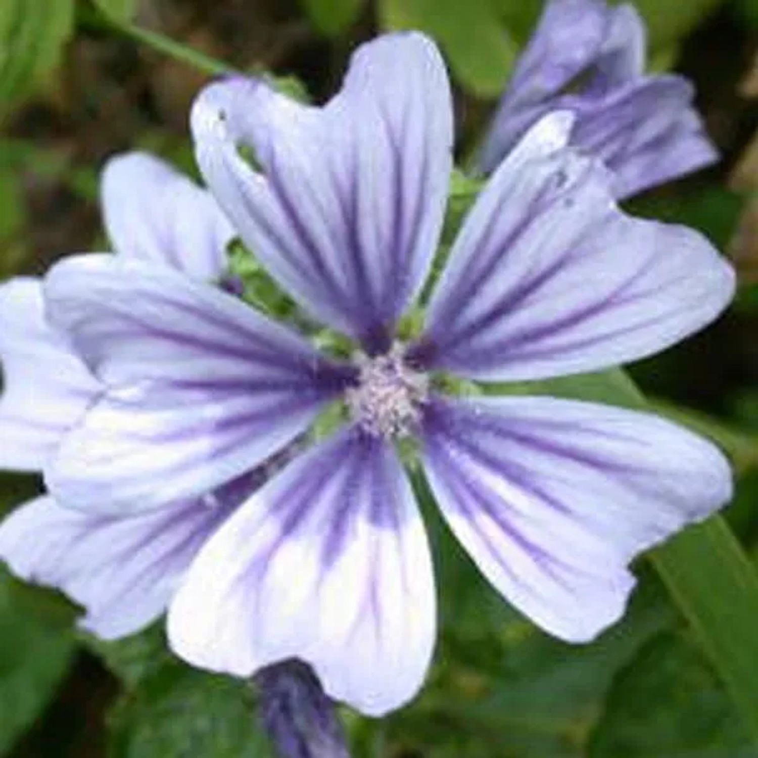 6 x Malve 'Marina' Malva sylvestris Topf 9cm Beetpflanze