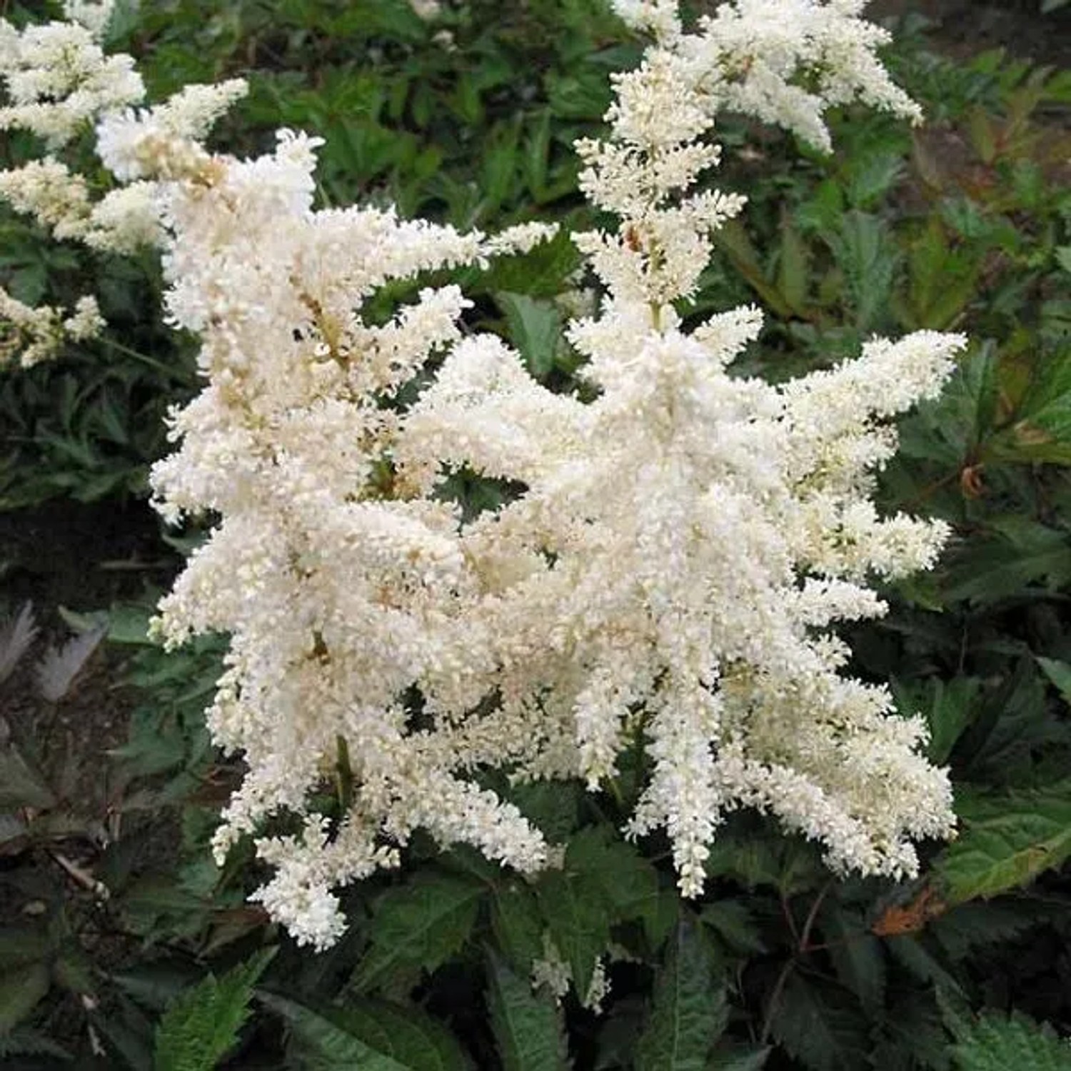 6 x Prachtspiere 'Deutschland' Astilbe japonica Topf 9cm Frühsommerblüher