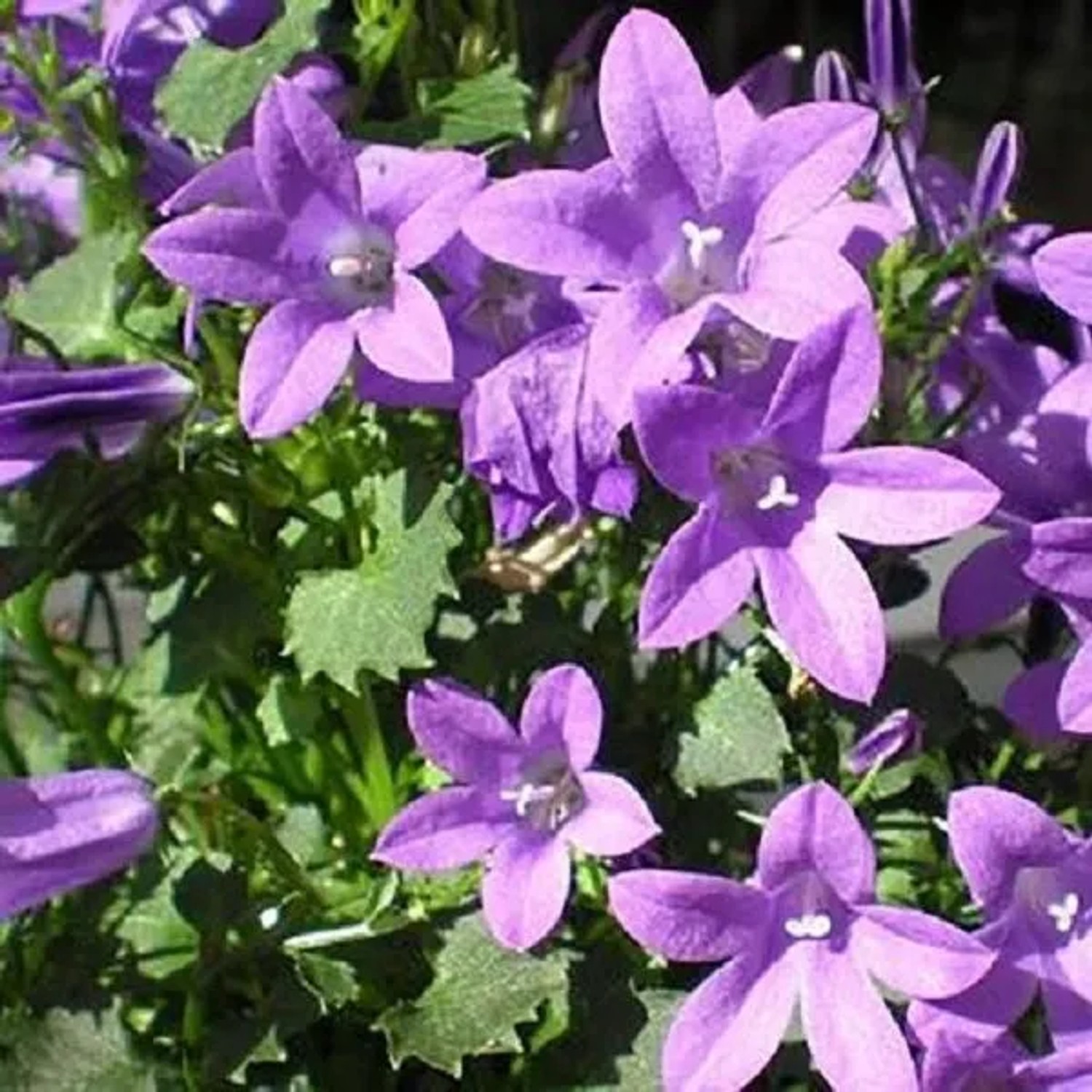 6 x Polster-Glockenblume Campanula portenschlagiana Topf 9cm Immergrün
