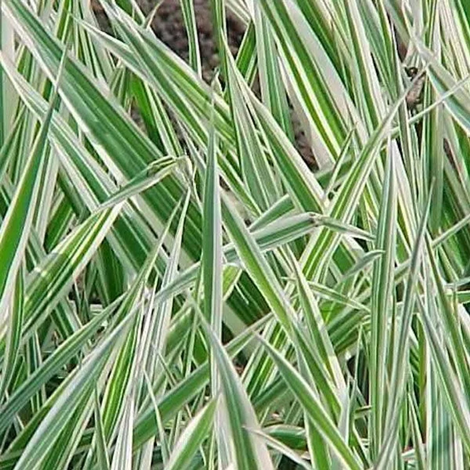 6 x Rohrglanzgras 'Picta' Phalaris arundinacea Topf 9cm Panaschiertes Laub