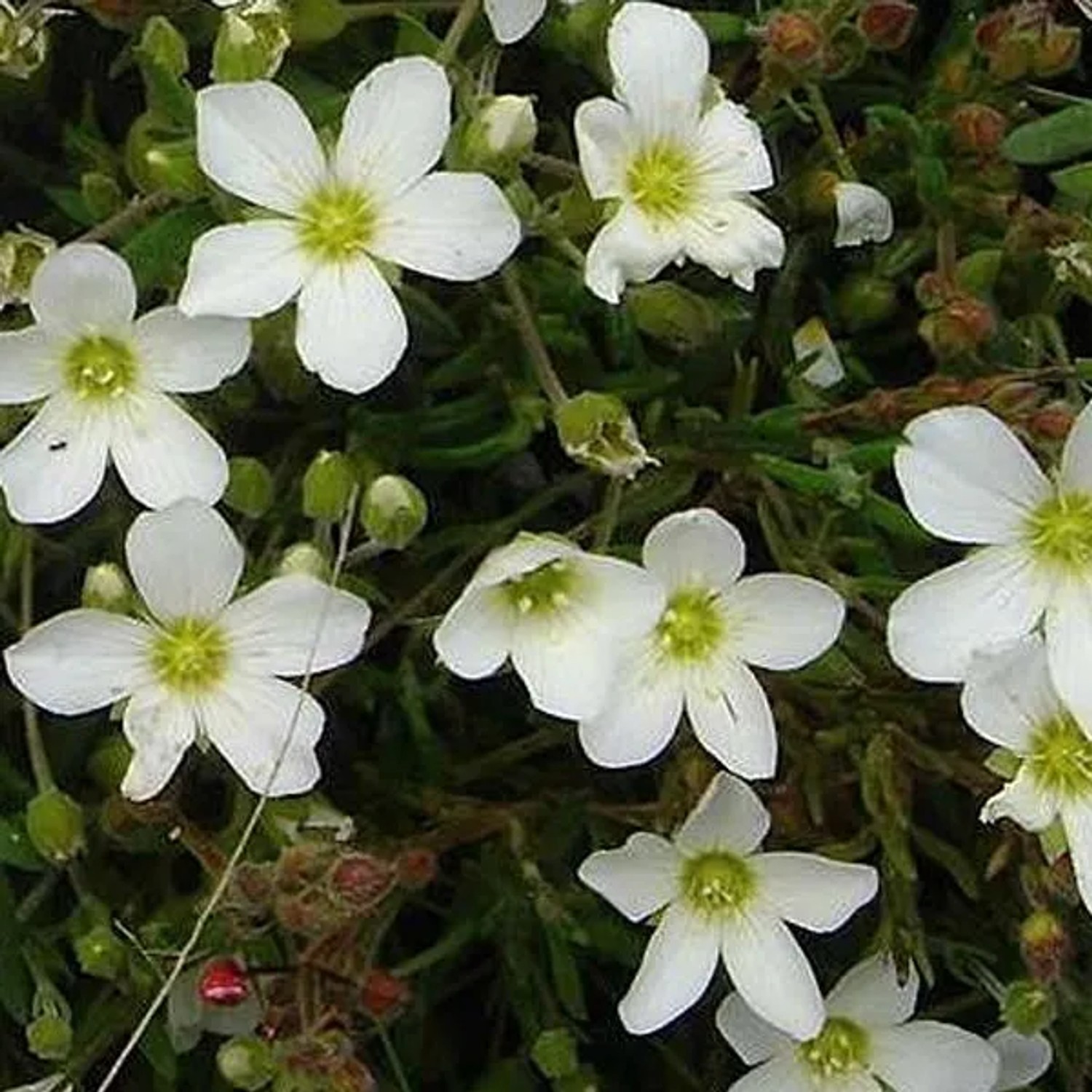 6 x Berg-Sandkraut Arenaria montana Topf 9cm Kompakter Wuchs