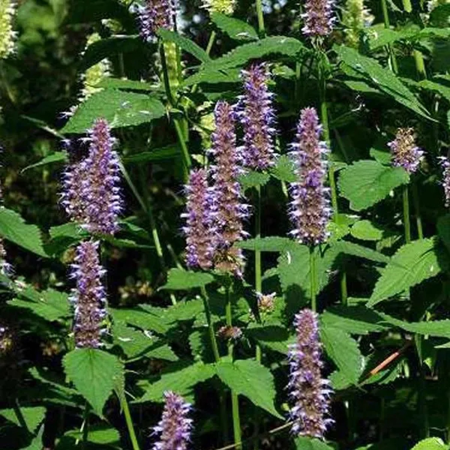 6 x Duftnessel 'Blue Fortune' Agastache Topf 9cm