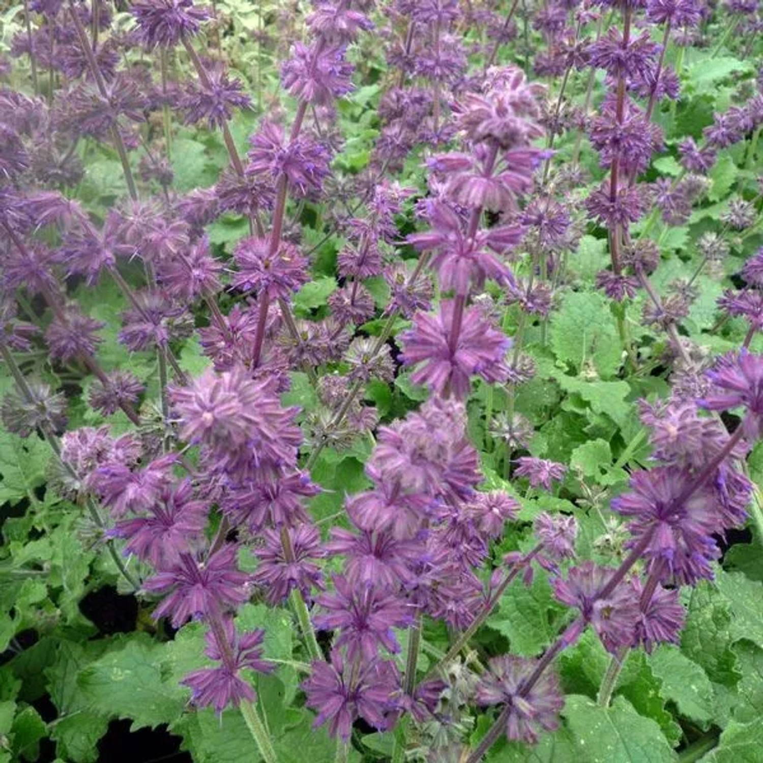 6 x Quirl-Salbei 'Purple Rain' Salvia verticillata Topf 9cm Schmetterlingspflanze