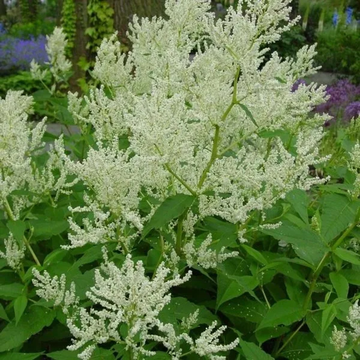 6 x Riesen-Knöterich Persicaria polymorpha Topf 9cm Weiße Blüten