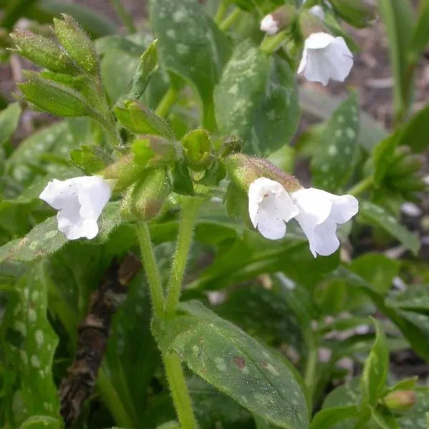 6 x Lungenkraut 'Sissinghurst White' Pulmonaria officinalis Topf 9cm Weiße Blüten