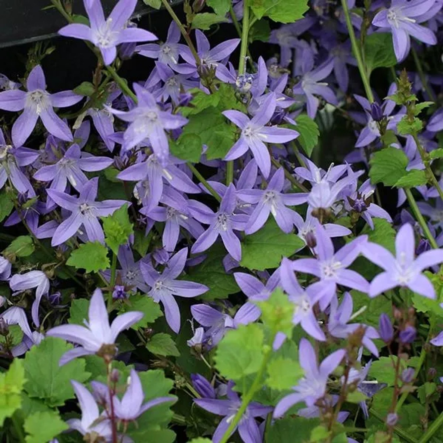 6 x Hängepolster-Glockenblume Campanula poscharskyana Topf 9cm Immergrün