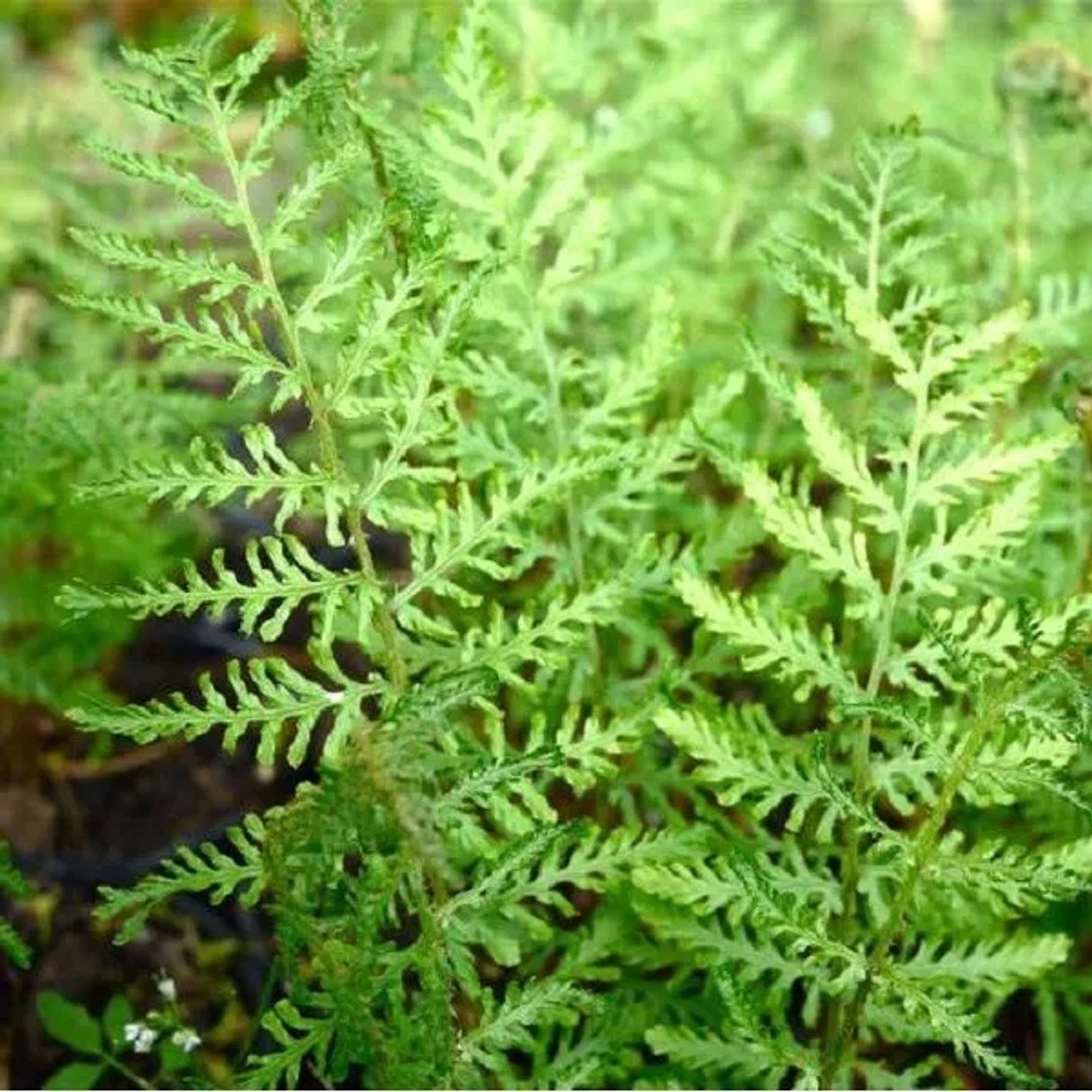 6 x Wurmfarn 'Linearis Polydactyla' Dryopteris Filix-mas Topf 9cm Fein Geschlitztes Laub