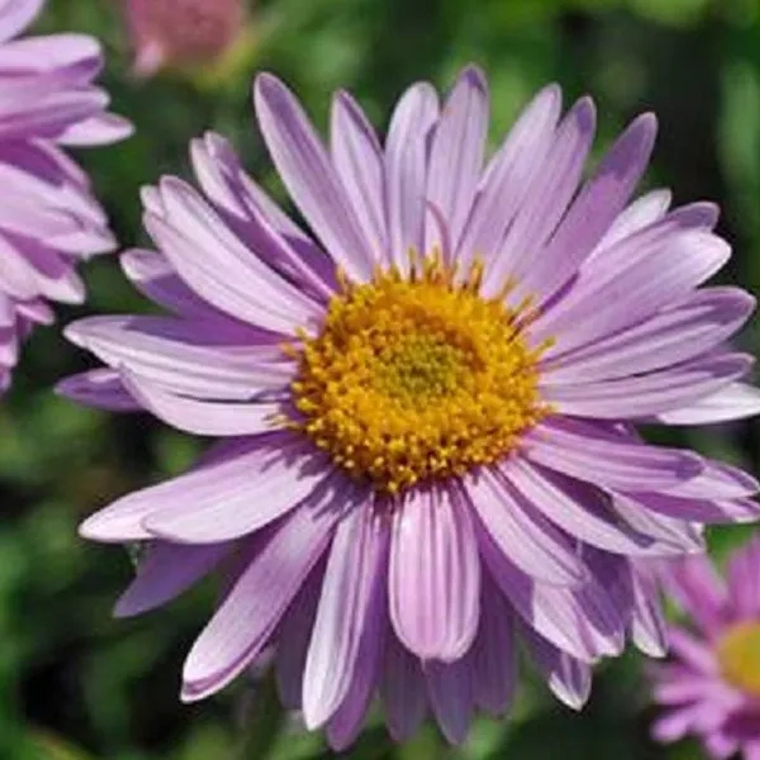 6 x Alpen-Aster 'Happy End' Aster alpinus Topf 9cm Rosa Blüten
