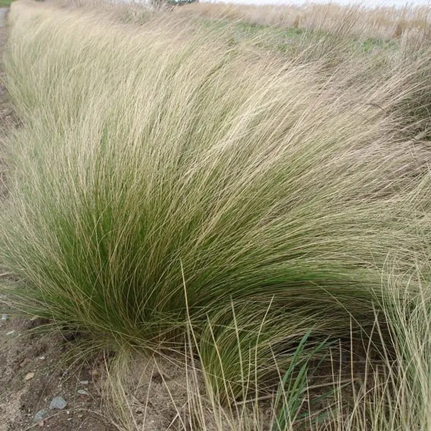 6 x Federgras Stipa tenuifolia Topf 9cm Feines Grünes Laub