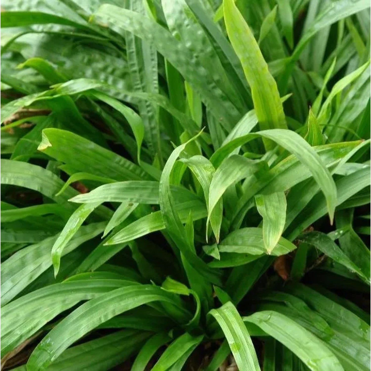 6 x Breitblatt-Segge Carex plantaginea Topf 9cm Immergrün
