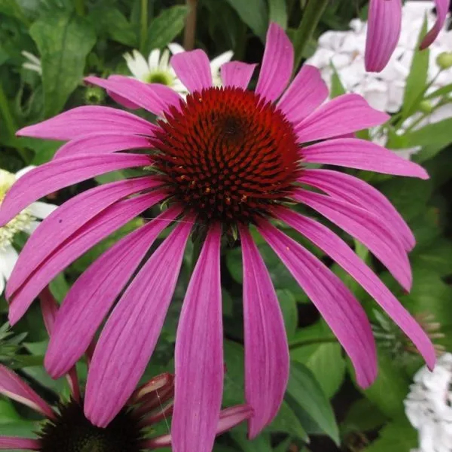 6 x Scheinsonnenhut 'Rubinstern' Echinacea purpurea Topf 9cm Purpurrote Blüten