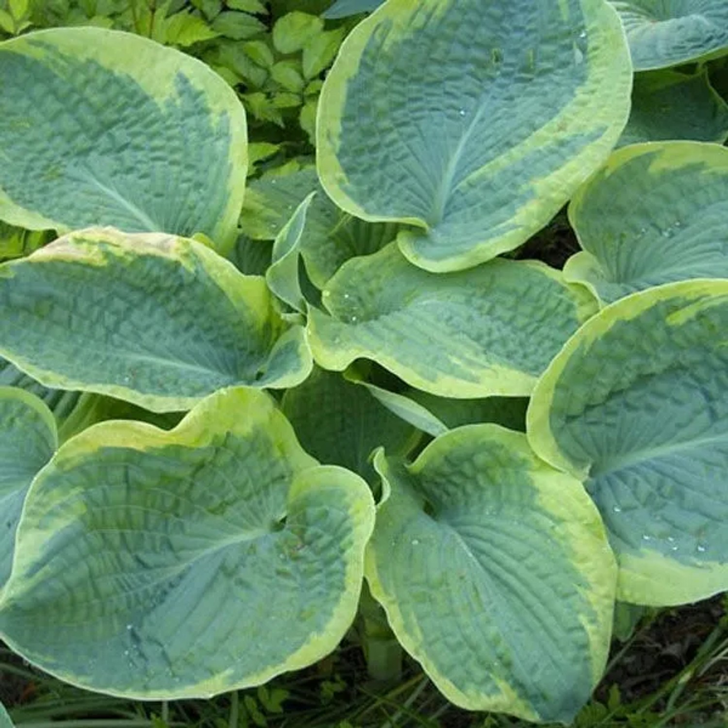 6 x Funkie 'Frances Williams' Hosta sieboldiana Topf 9cm Gelb Gerandetes Laub