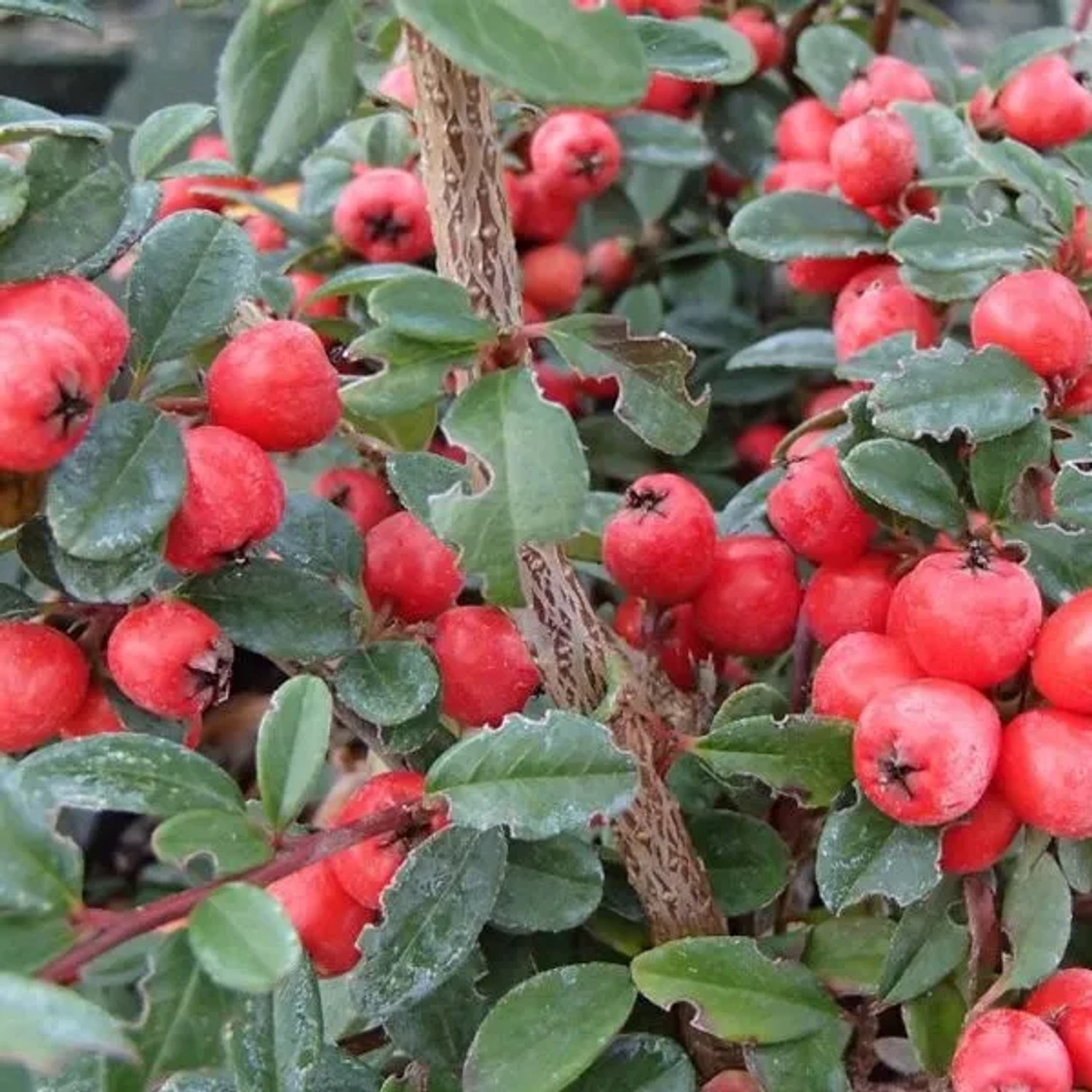 6 x Teppichmispel 'Coral Beauty' Cotoneaster suecicus Topf 9cm Dunkelgrünes Laub