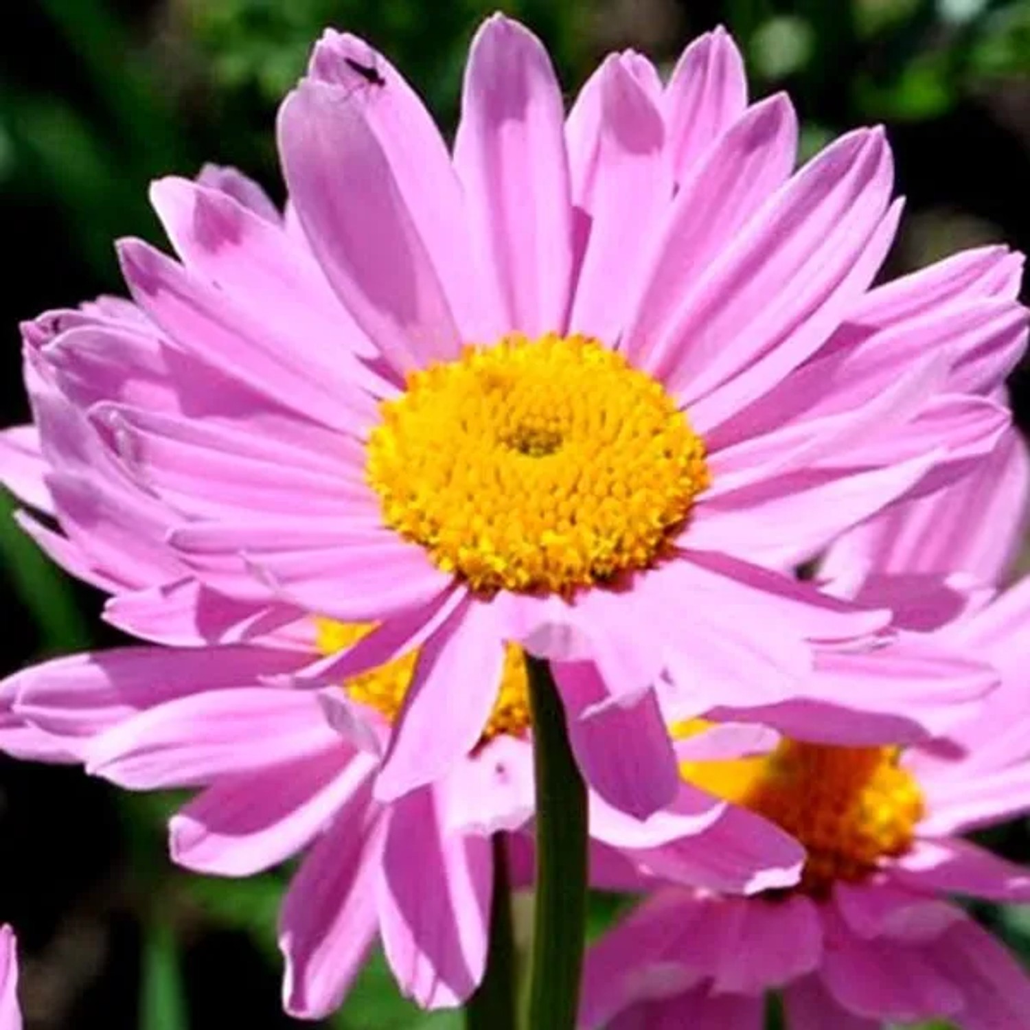 6 x Margerite 'Robinson's Rose' Tanacetum Topf 9cm Schnittblume