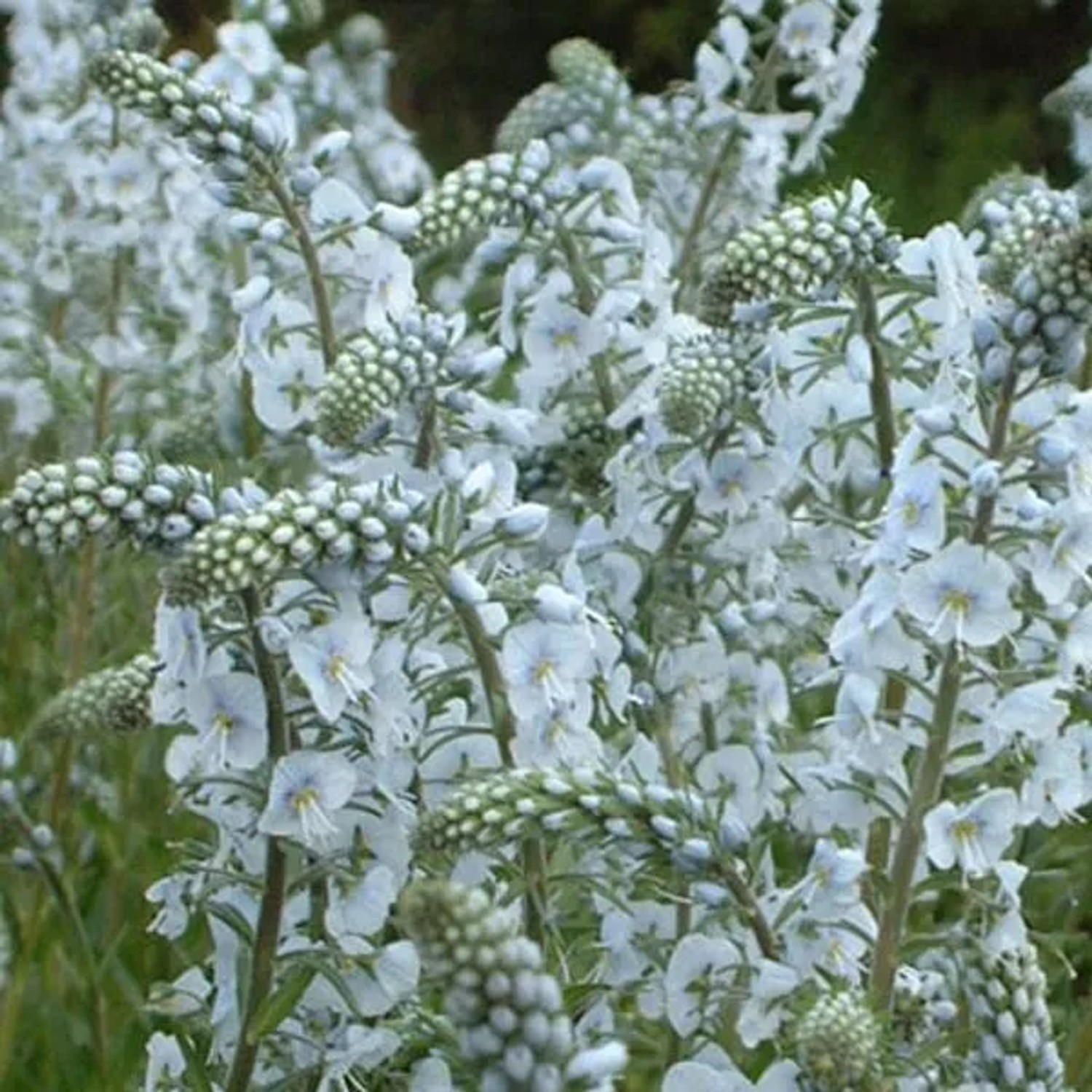 6 x Ehrenpreis Veronica gentianoides Topf 9cm Beetrandpflanze