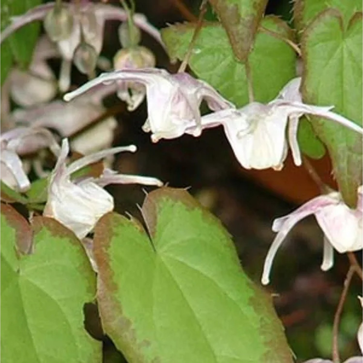 6 x Elfenblume Epimedium grandiflorum Topf 9cm Immergrün