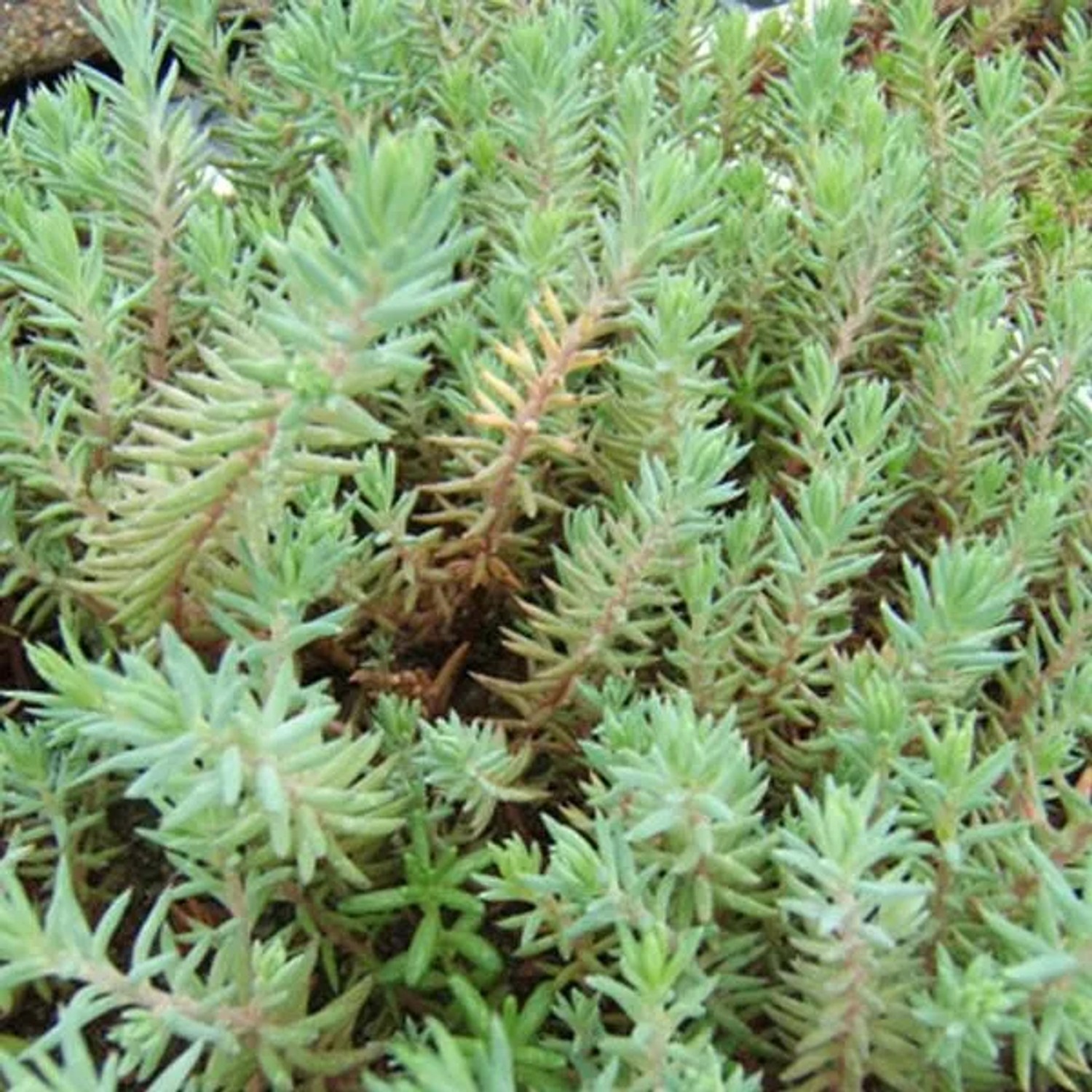 6 x Tripmadam Sedum reflexum Topf 9cm Schmetterlingspflanze