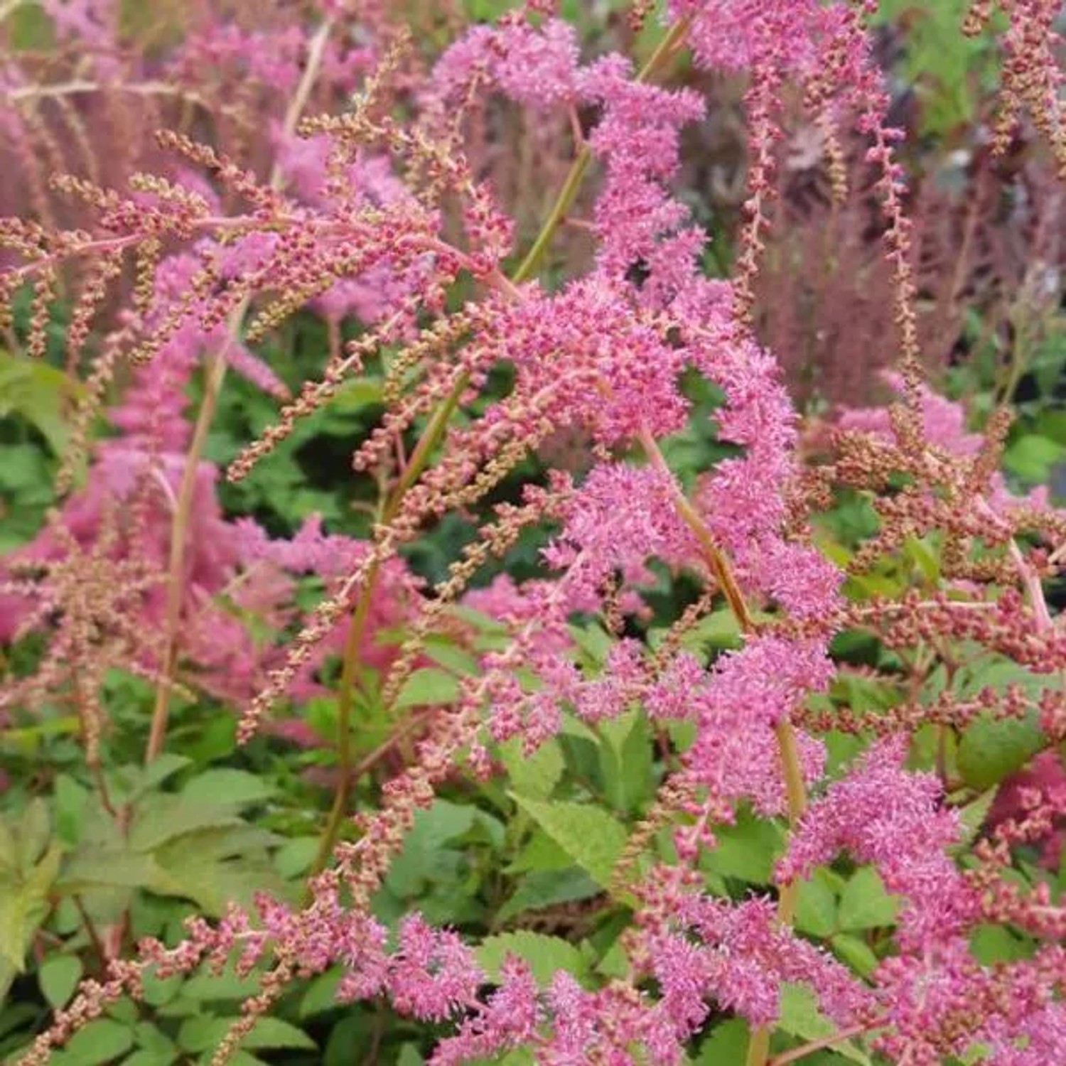 6 x Prachtspiere 'Straussenfeder' Astilbe thunbergii Topf 9cm Beetrandpflanze