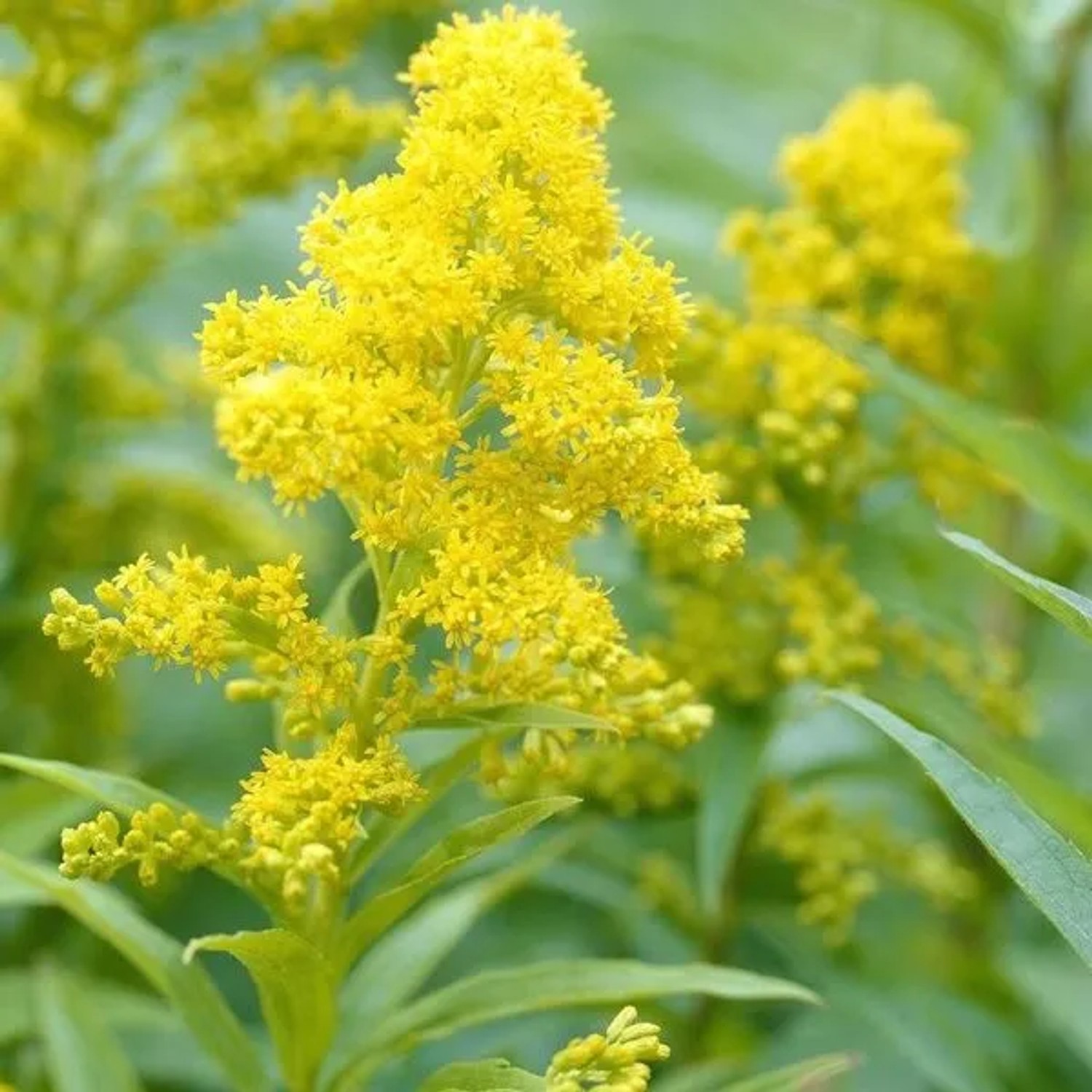 6 x Goldrute 'Goldkind' Solidago Topf 9cm Gelbe Blüten