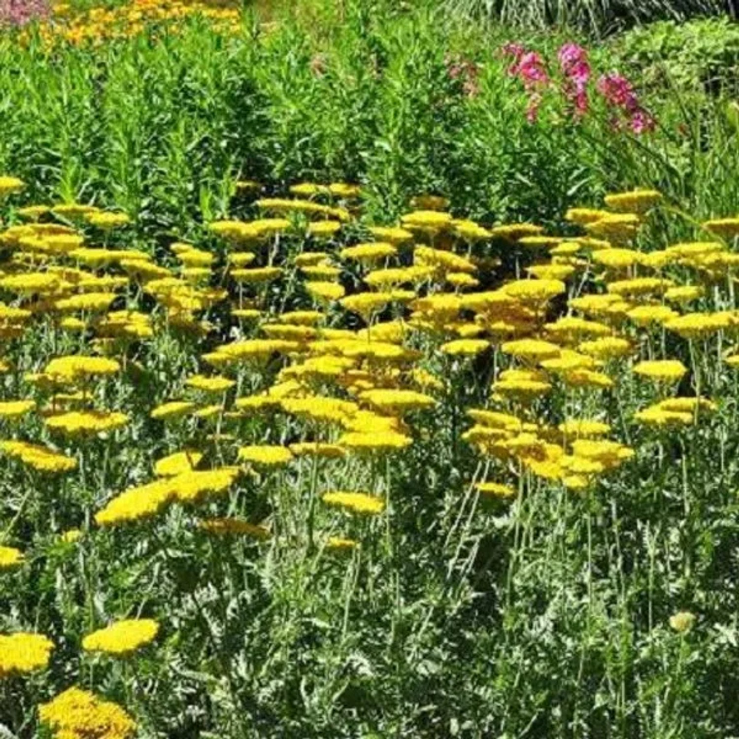 6 x Schafgarbe 'Coronation Gold' Achillea Topf 9cm Schnittblume