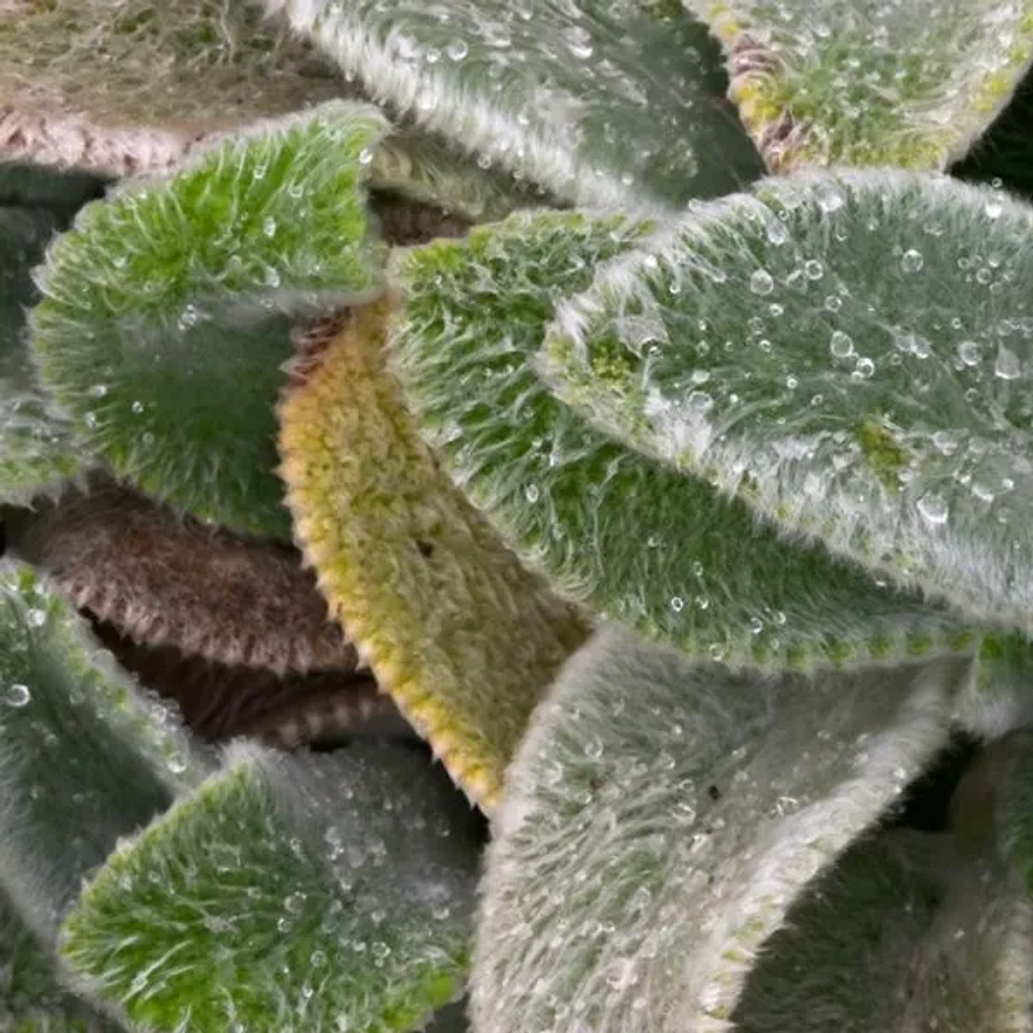 6 x Wollziest 'Silver Carpet' Stachys byzantina Topf 9cm Silbergraues Laub